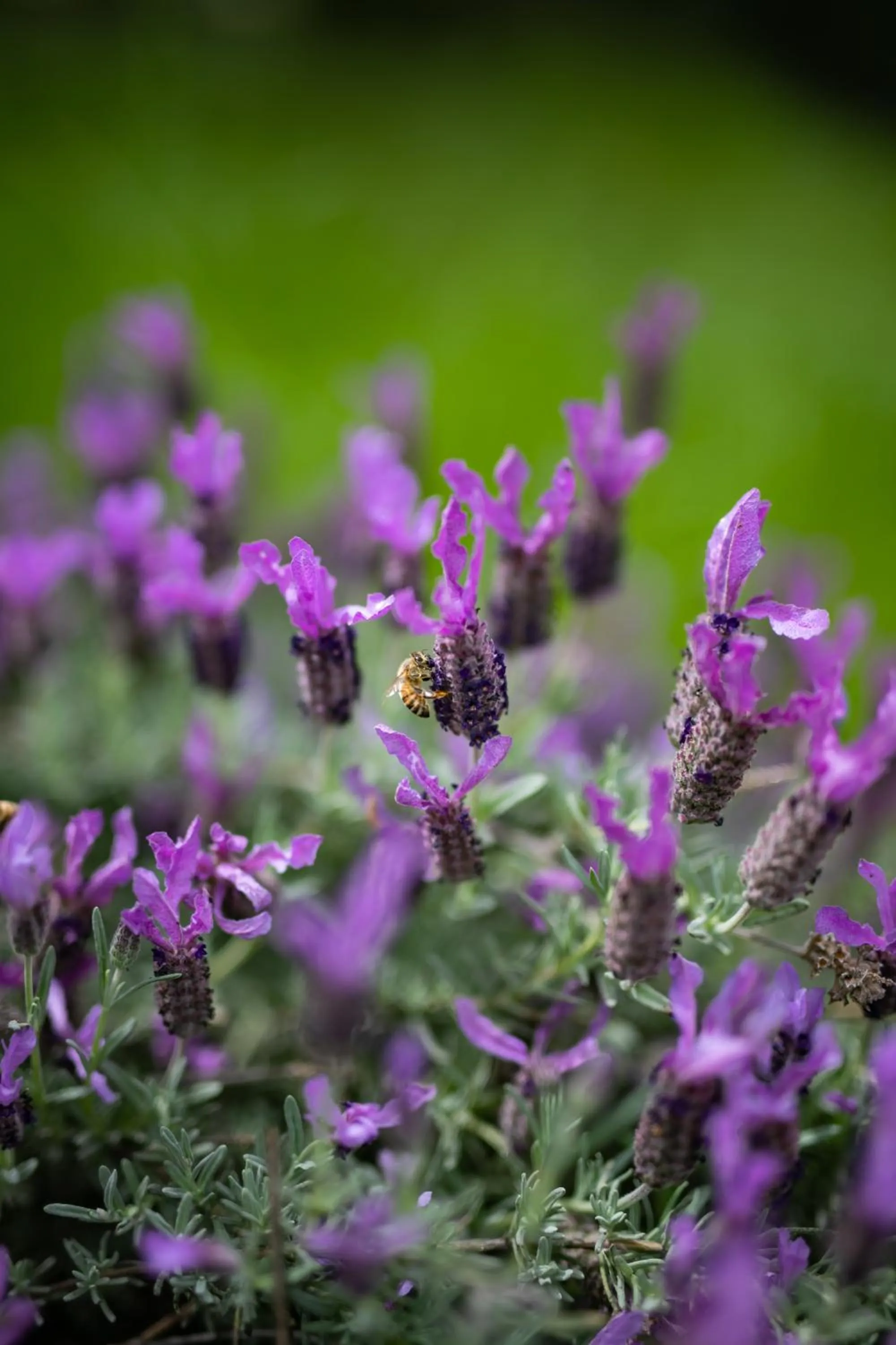 Garden in Hotel Casablanca Spa & Wine