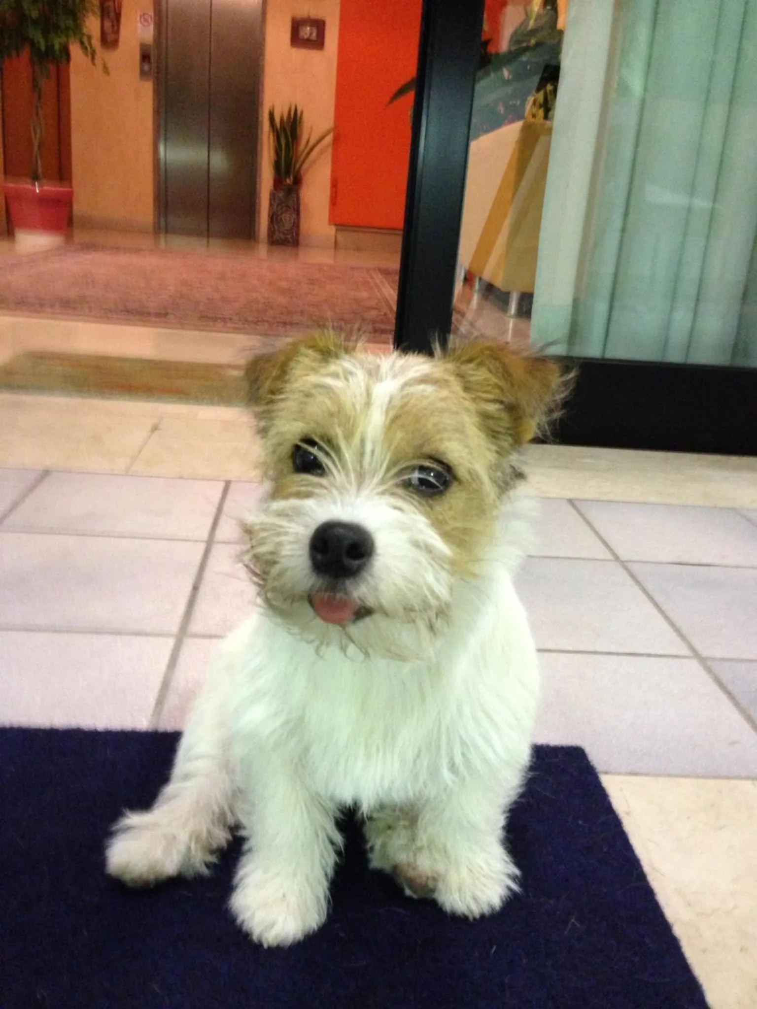 Pets in Hotel Boston