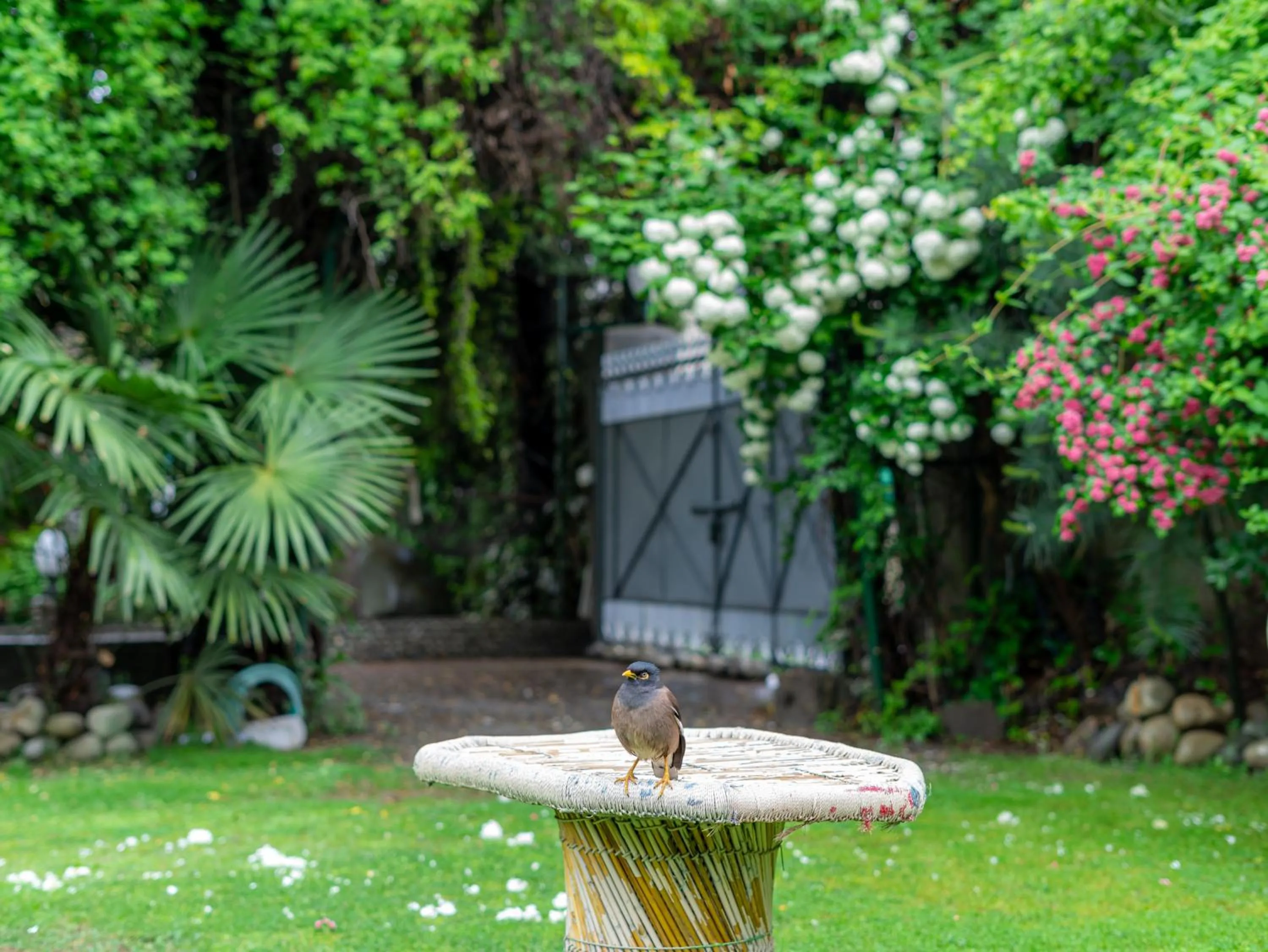 Garden in Hotel Mirage