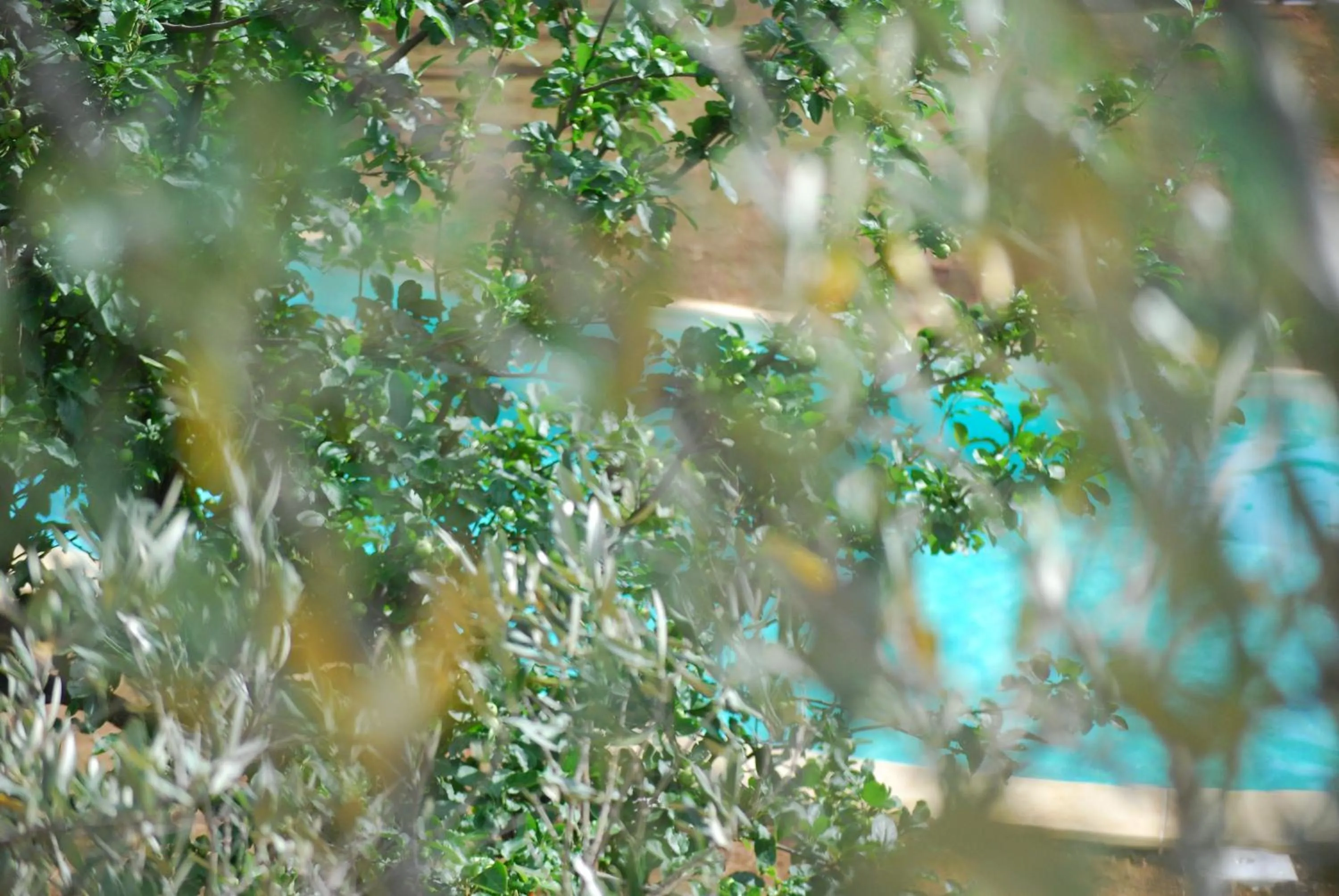 Palazzo Conforti Tree House Resort