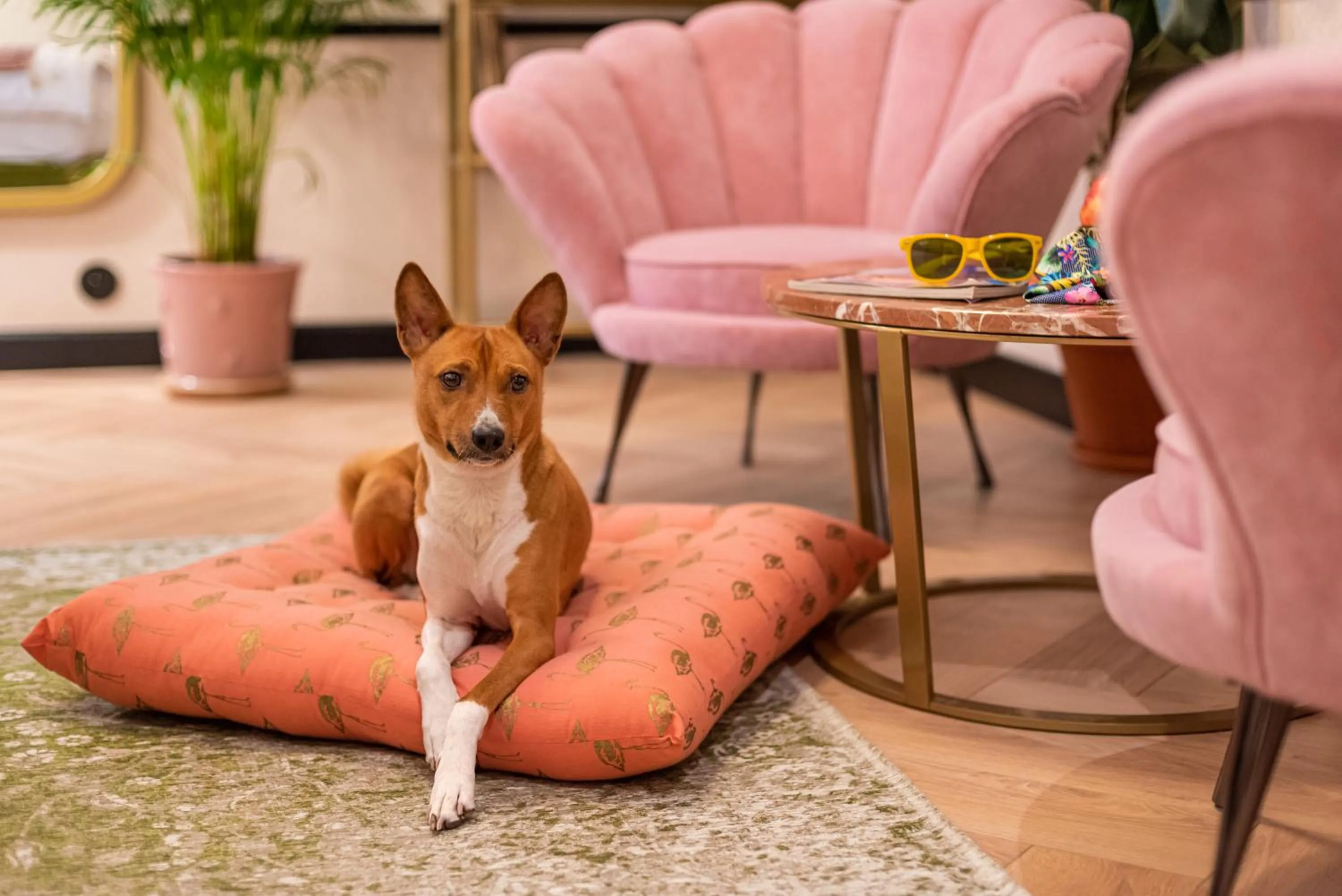 Pets in SleepWell Boutique Apartments