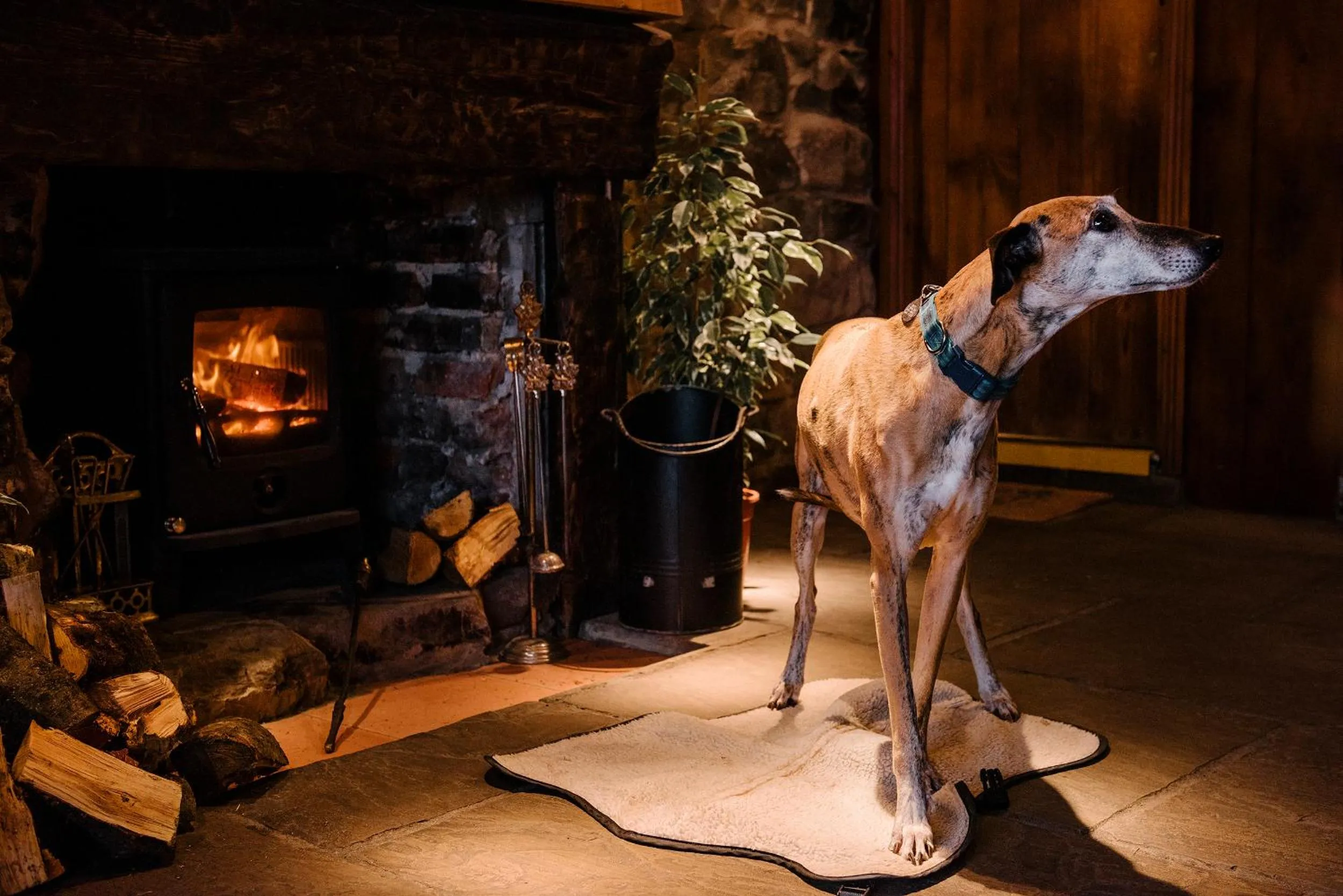 Animals in The Joiners Arms