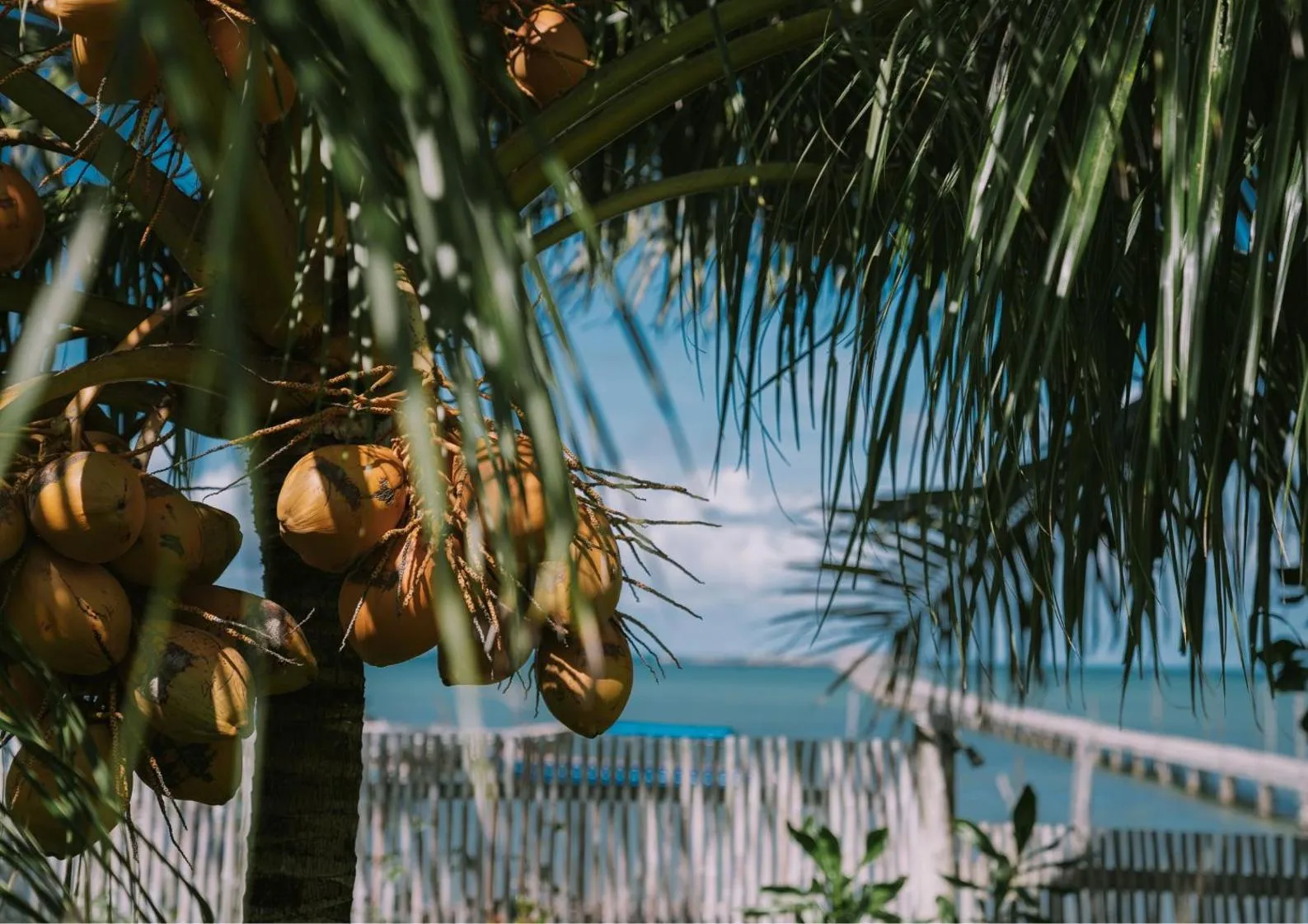 Garden view in The Kelong Trikora Resort