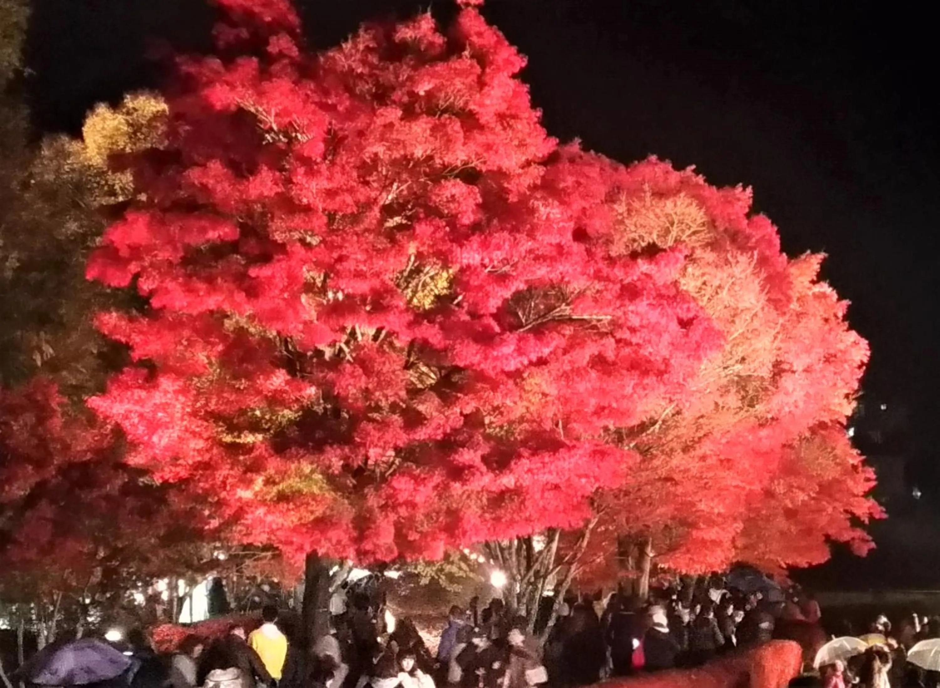 Nearby landmark in Fuji Viewest Villa RAKUWA