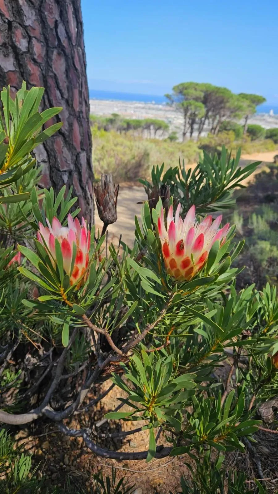 Hiking in Vrede Selfcatering