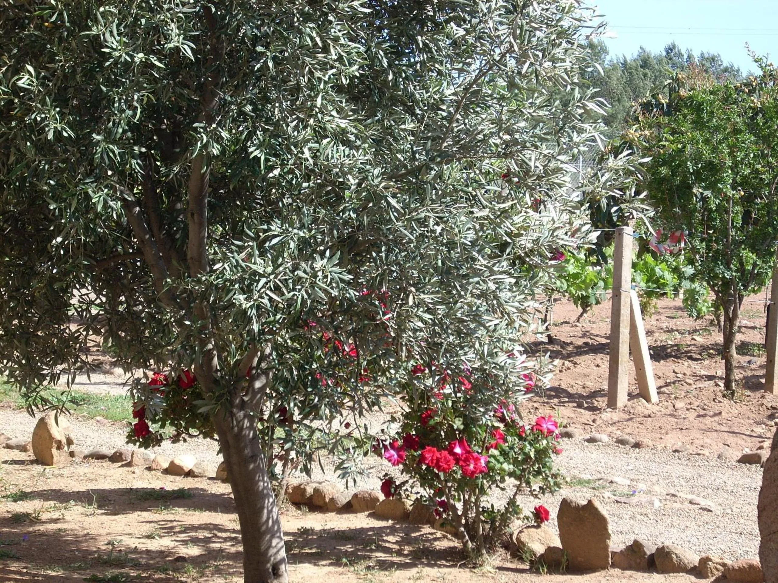 Garden in B&B Il Vigneto