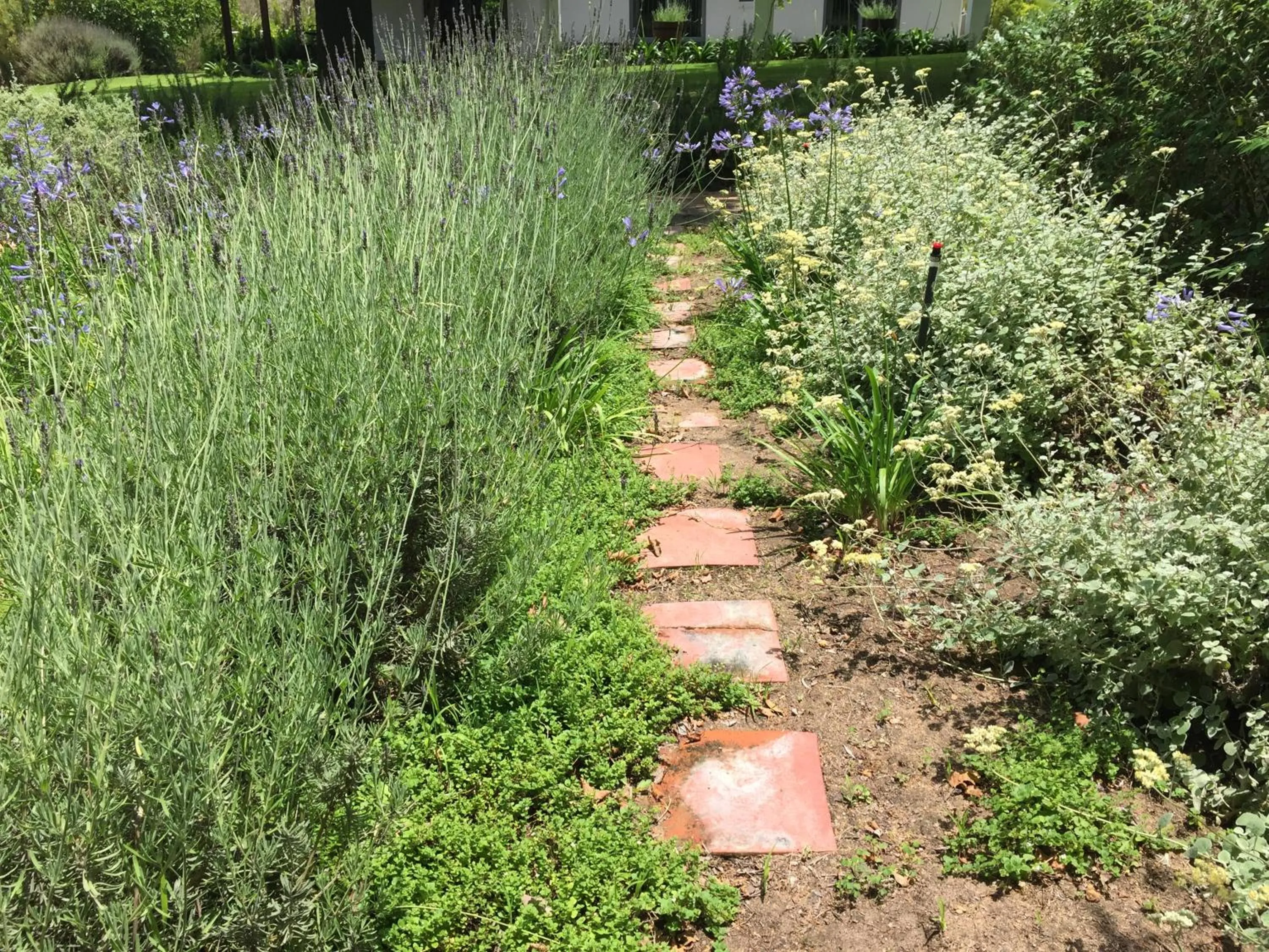 Garden in Klein Welmoed Luxury Guest House