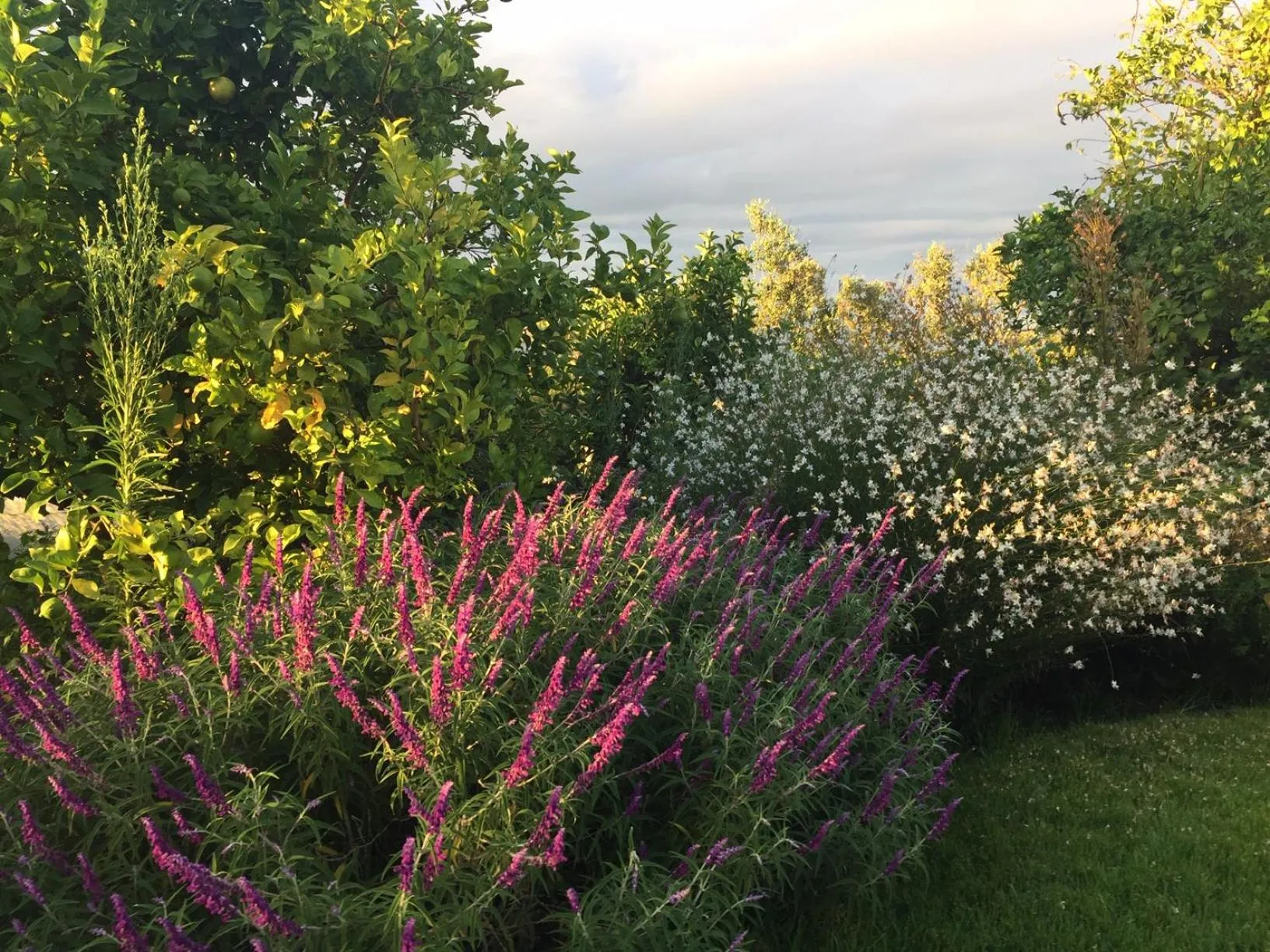 Garden in Klein Welmoed Luxury Guest House