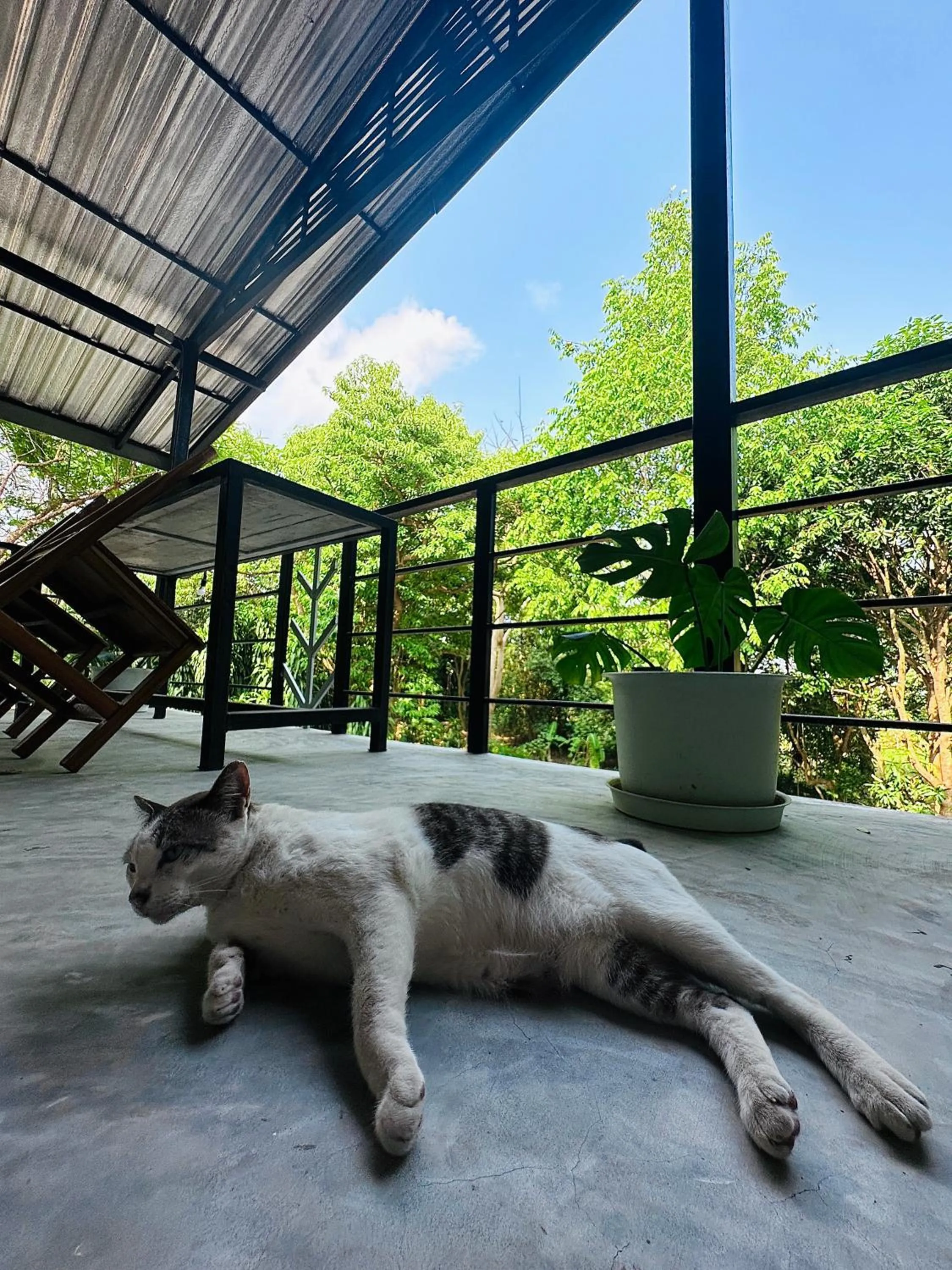 Live In Leaf Koh Tao