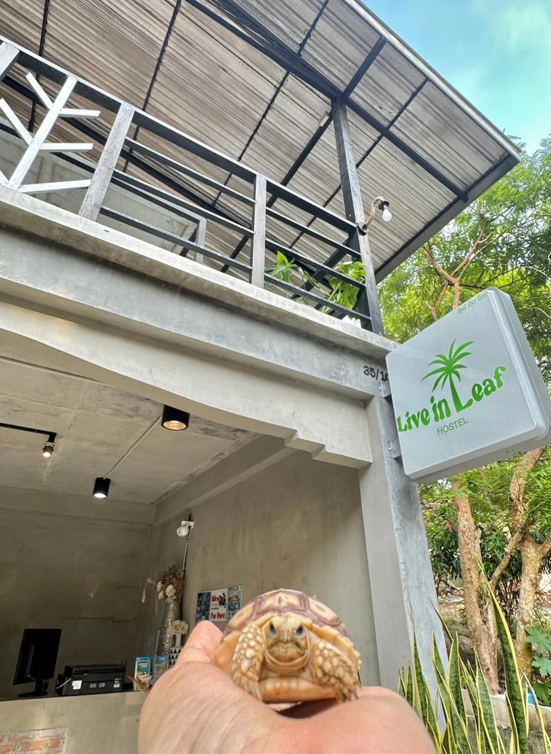 Live In Leaf Koh Tao