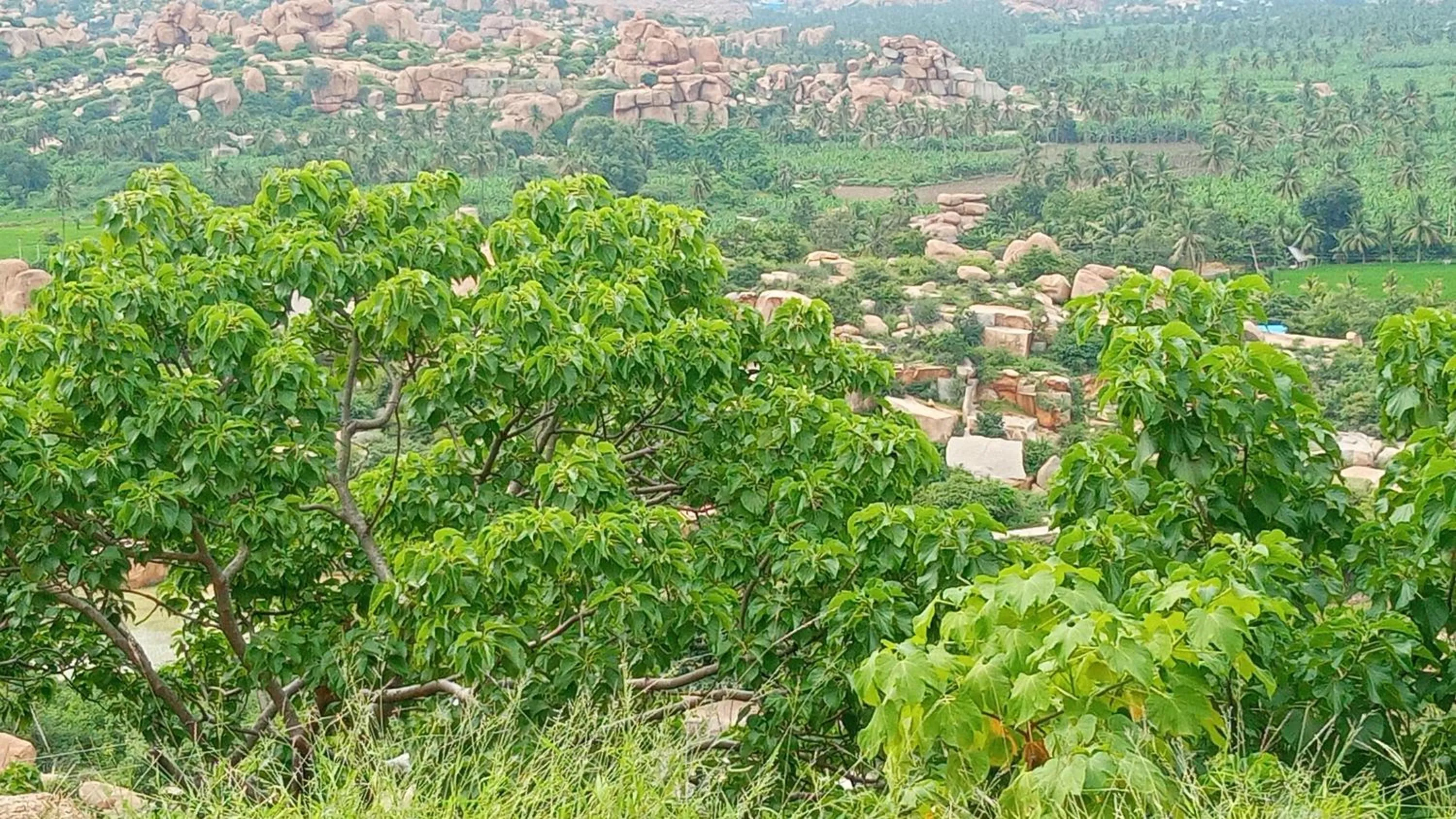 Gopi Plantation Homestay