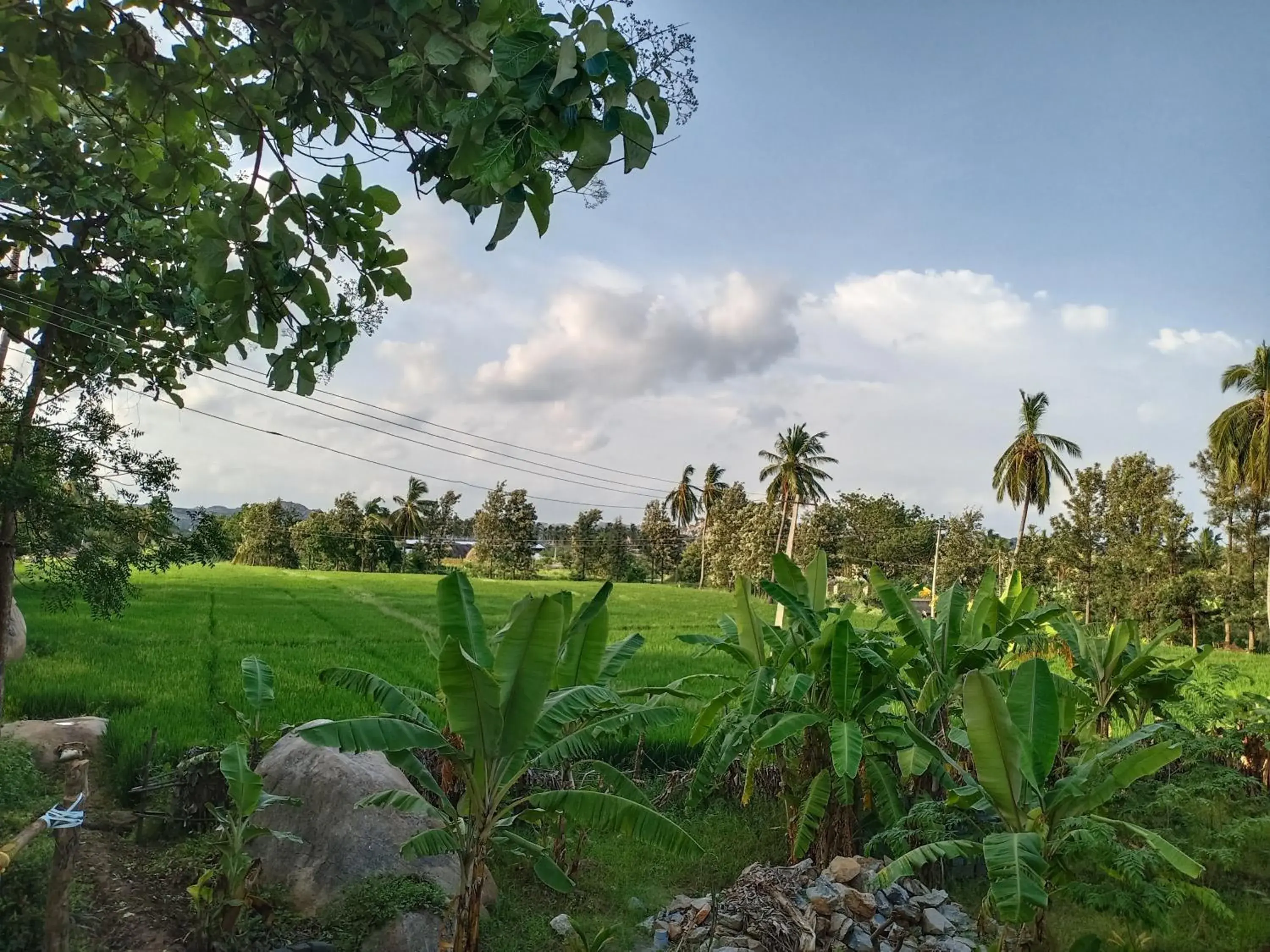 Gopi Plantation Homestay Gopi Plantation Homestay