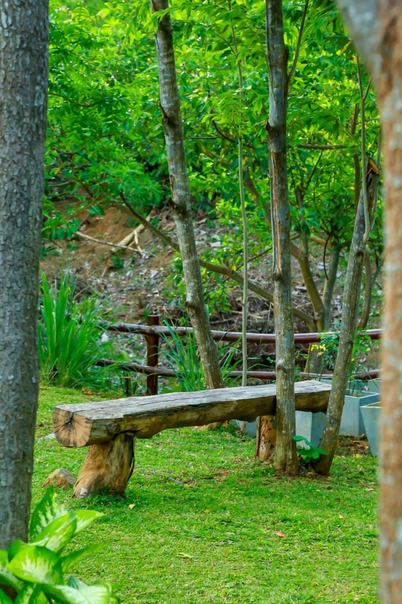 Natural landscape in Doola River Edge