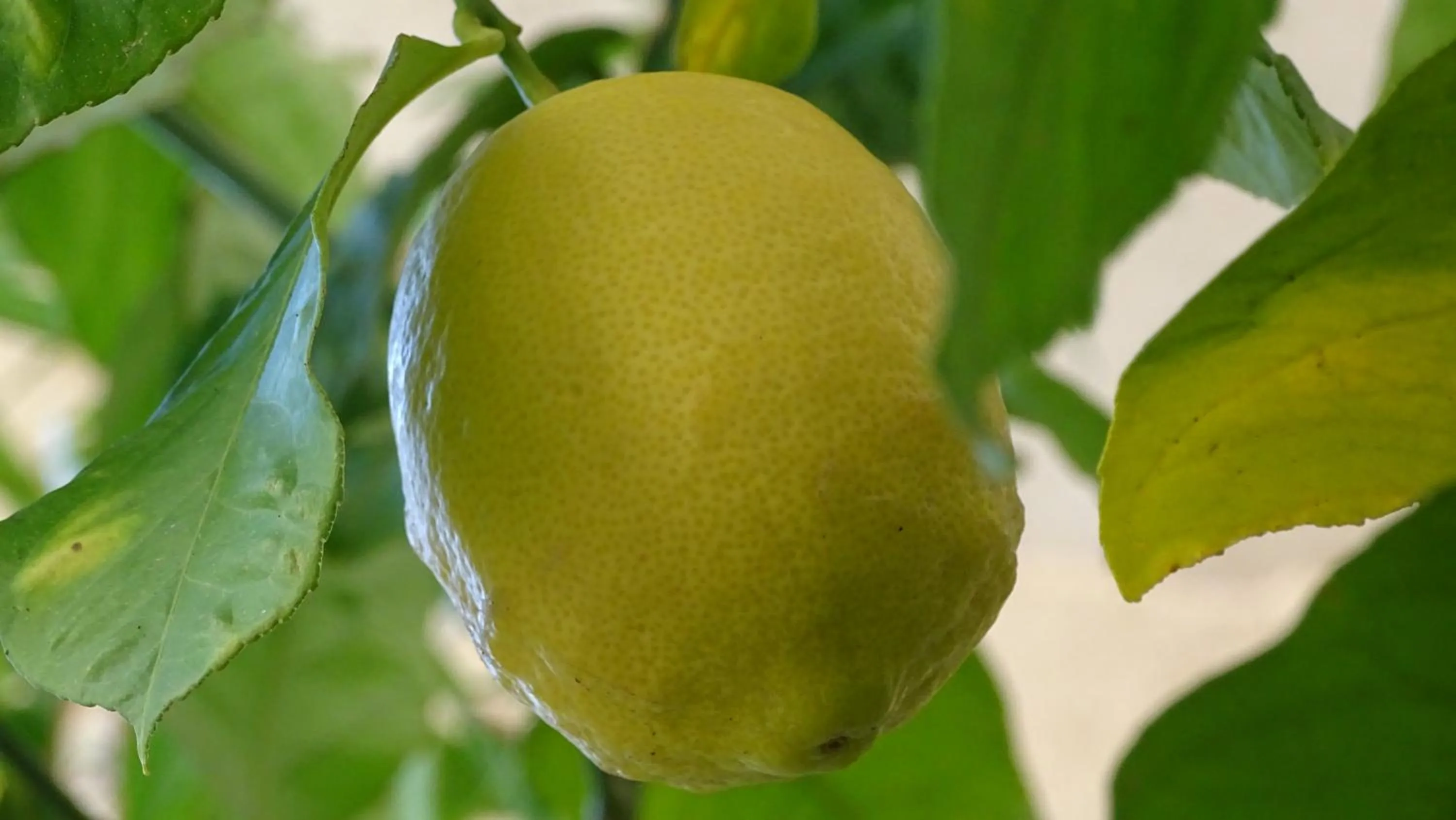 Garden in Résidence Saint Michel