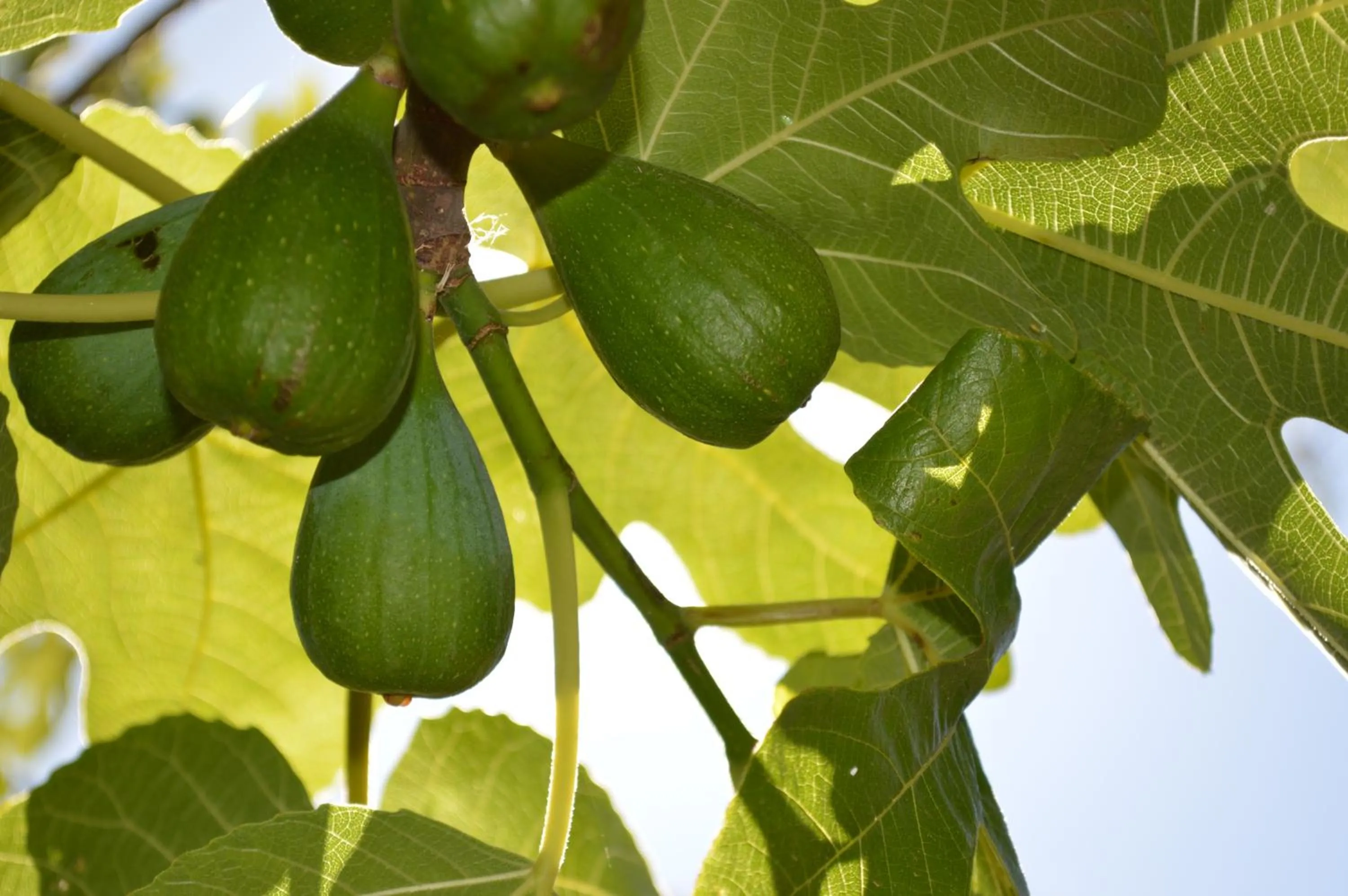 Garden in Résidence Saint Michel