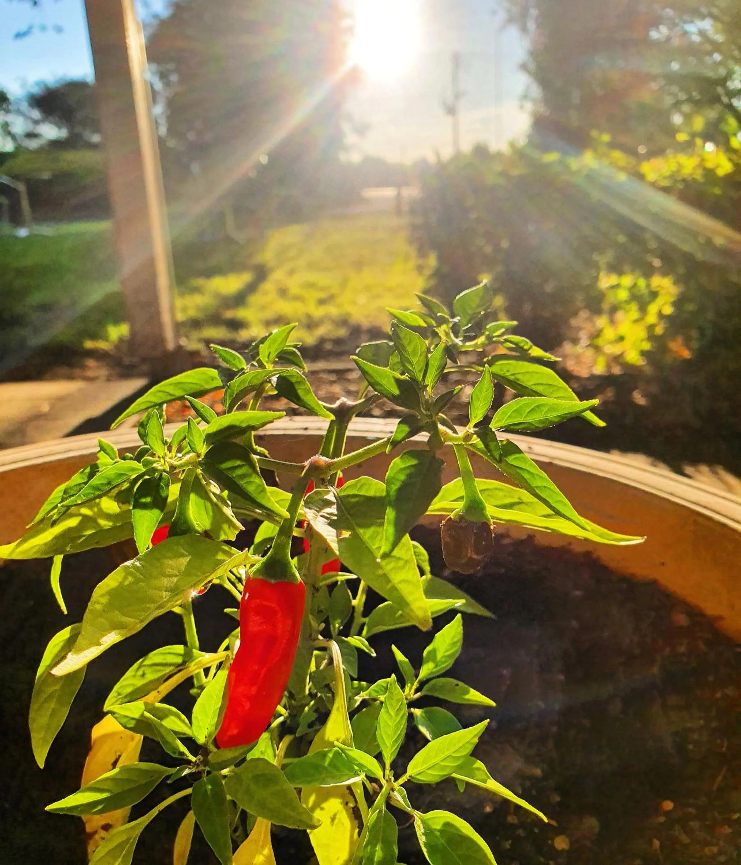 The Lancefield Lodge