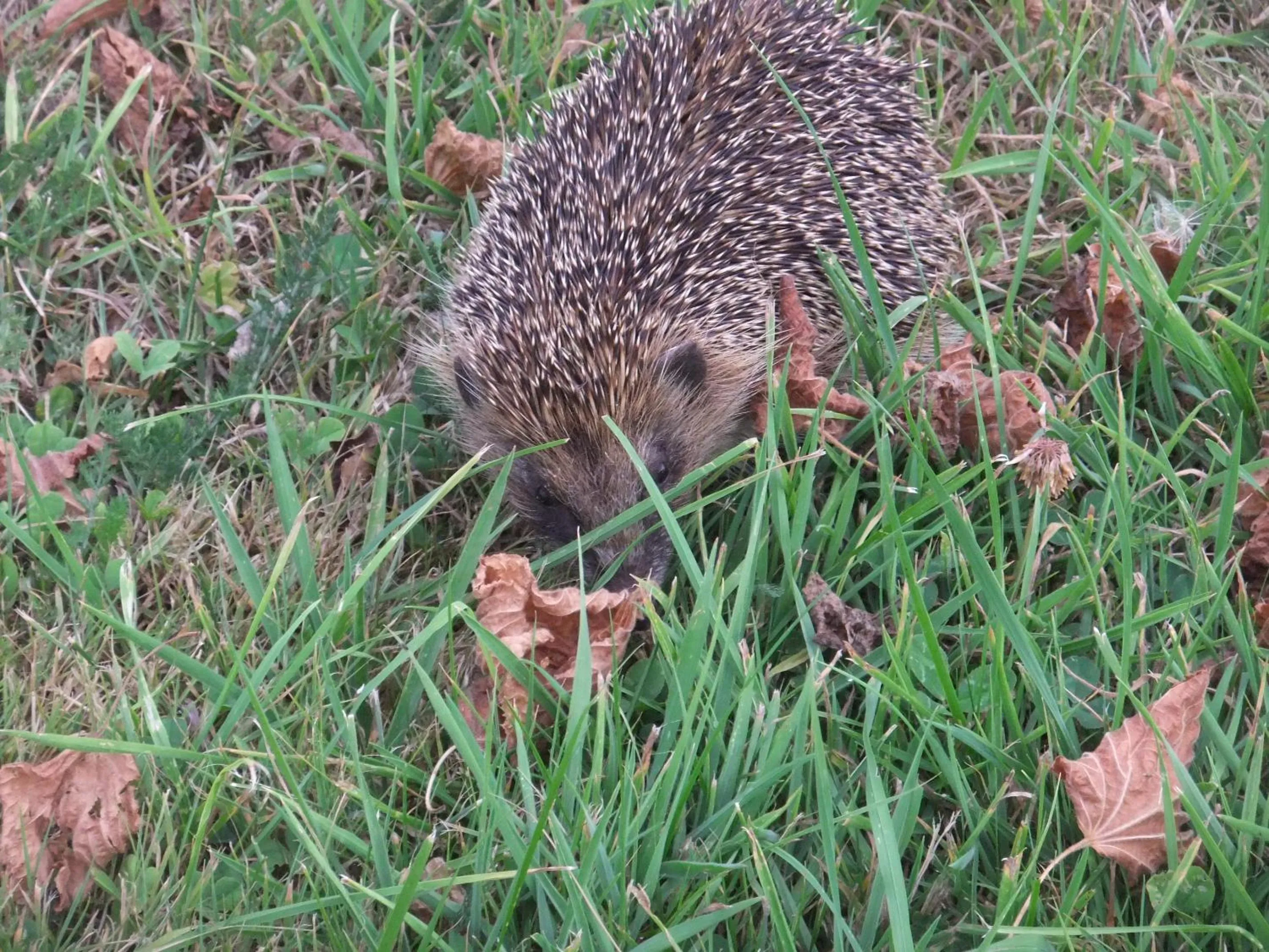 Animals in Gîtes de L'Aumondière