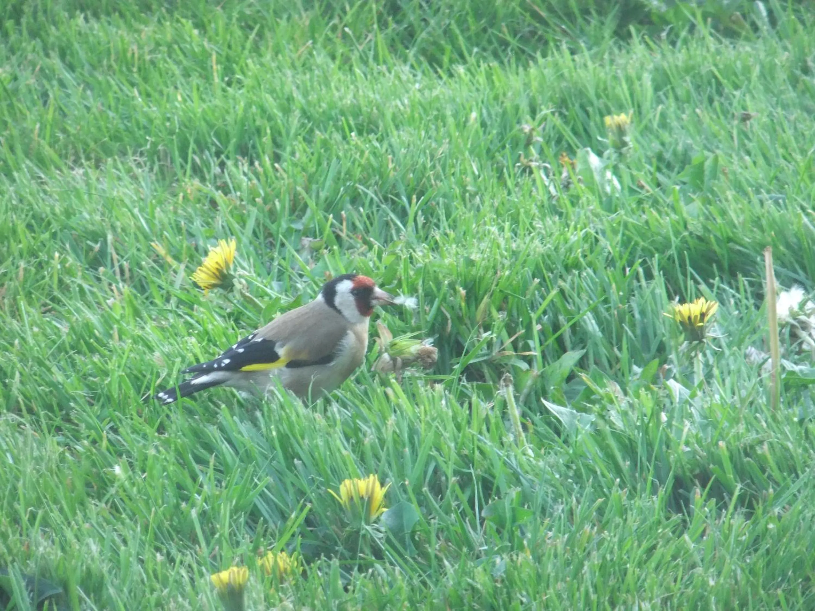 Animals in Gîtes de L'Aumondière