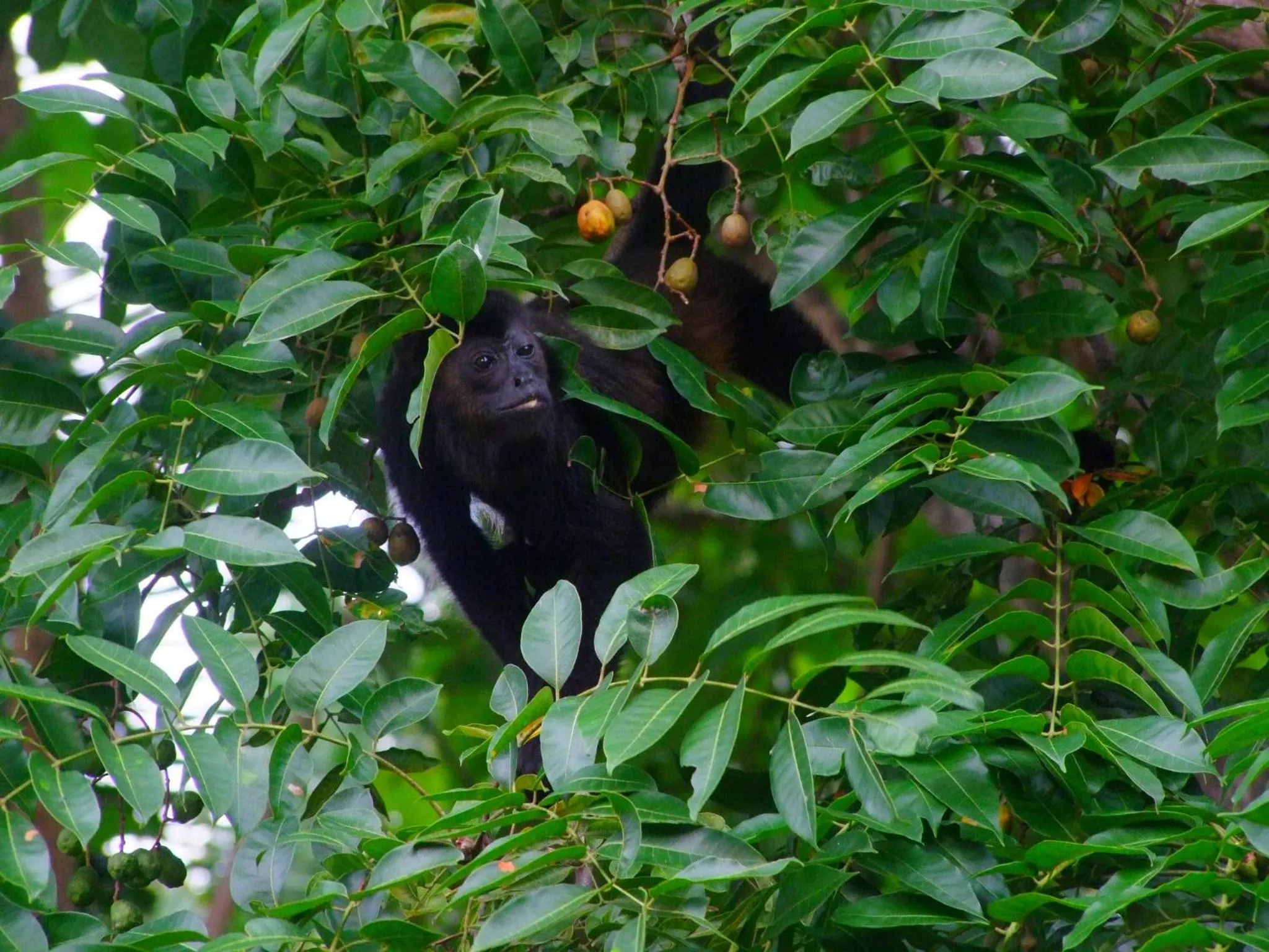 Other in Samara Pacific Lodge