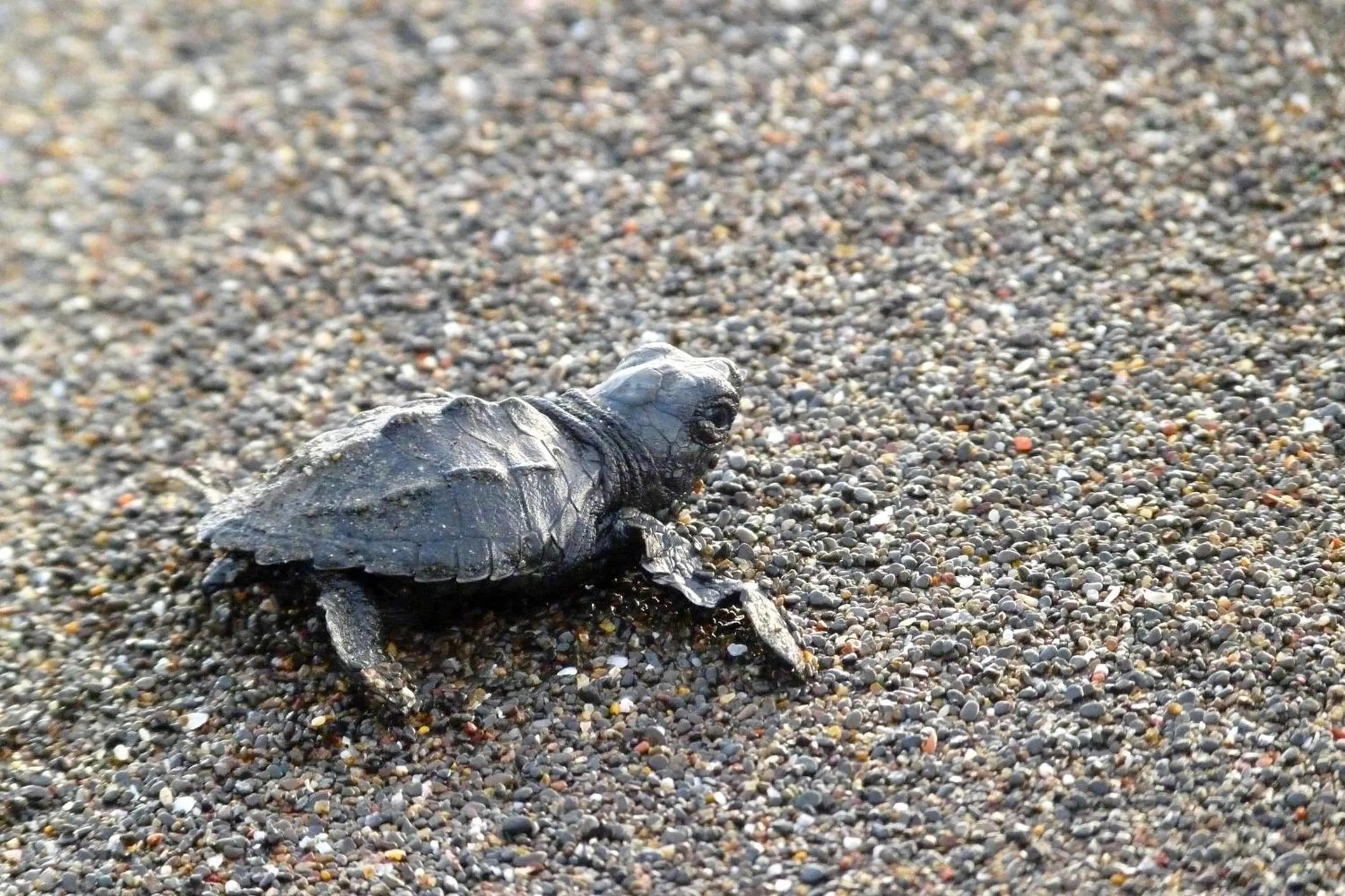 Animals in Samara Pacific Lodge