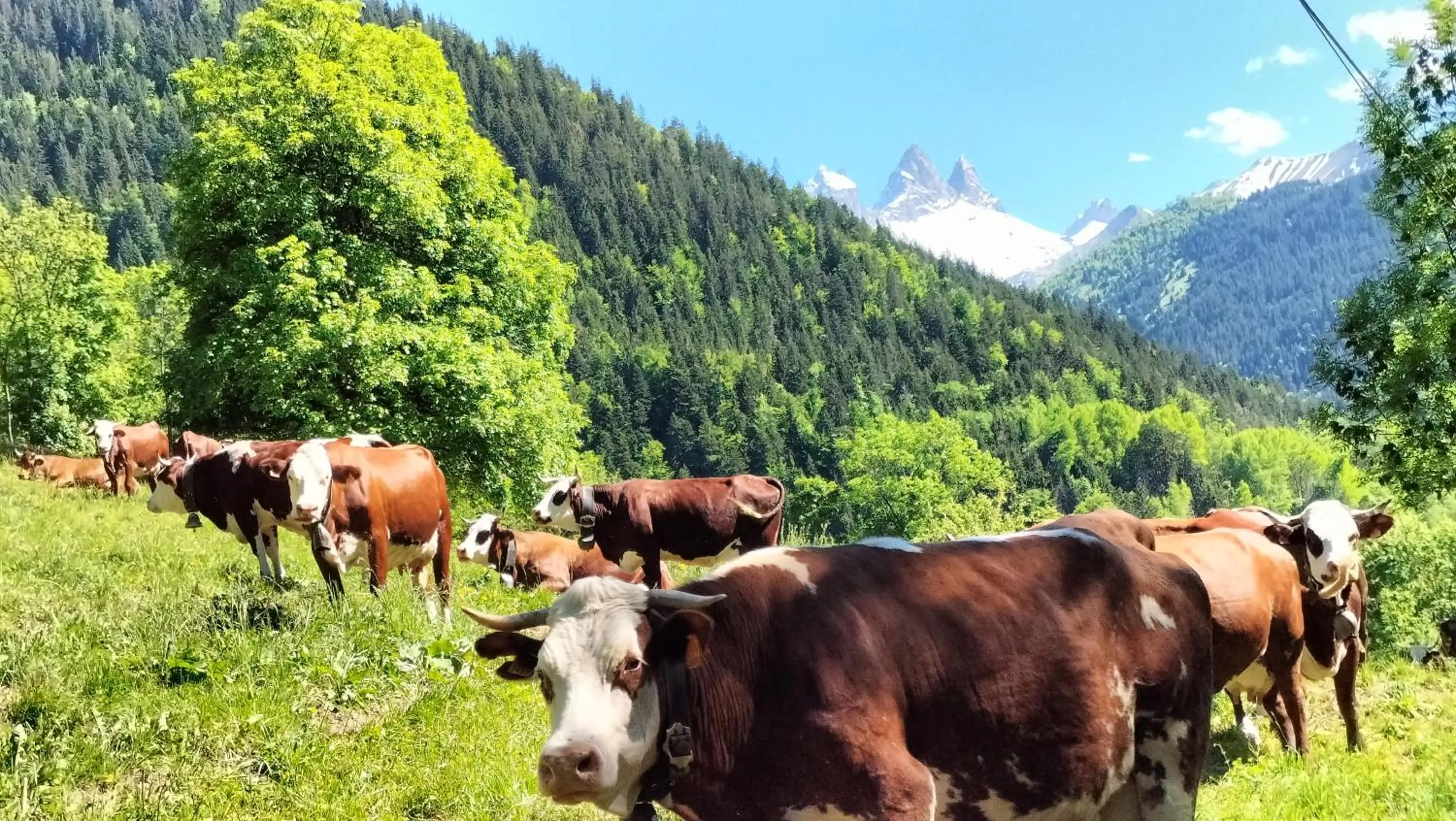 Nearby landmark in AU SOMMET DES NARCISSES