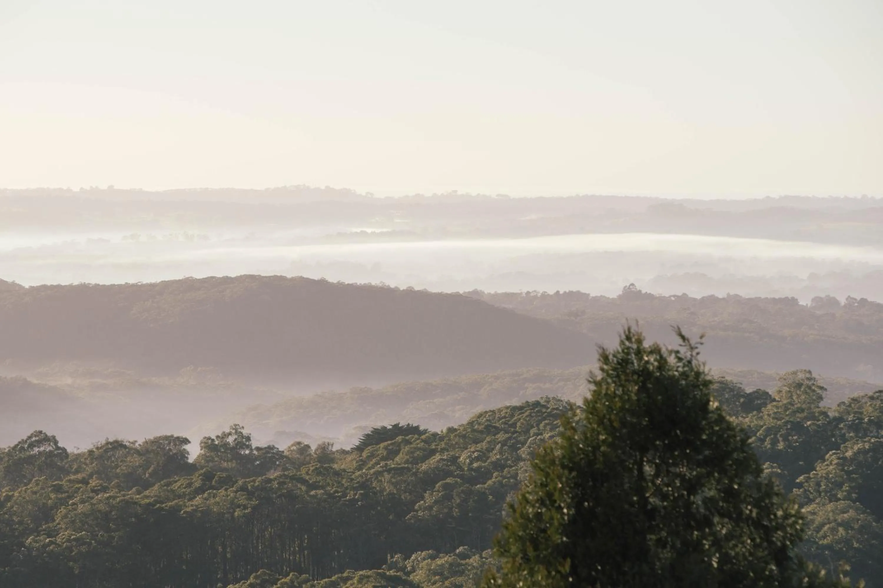 Natural landscape in Sequoia Lodge
