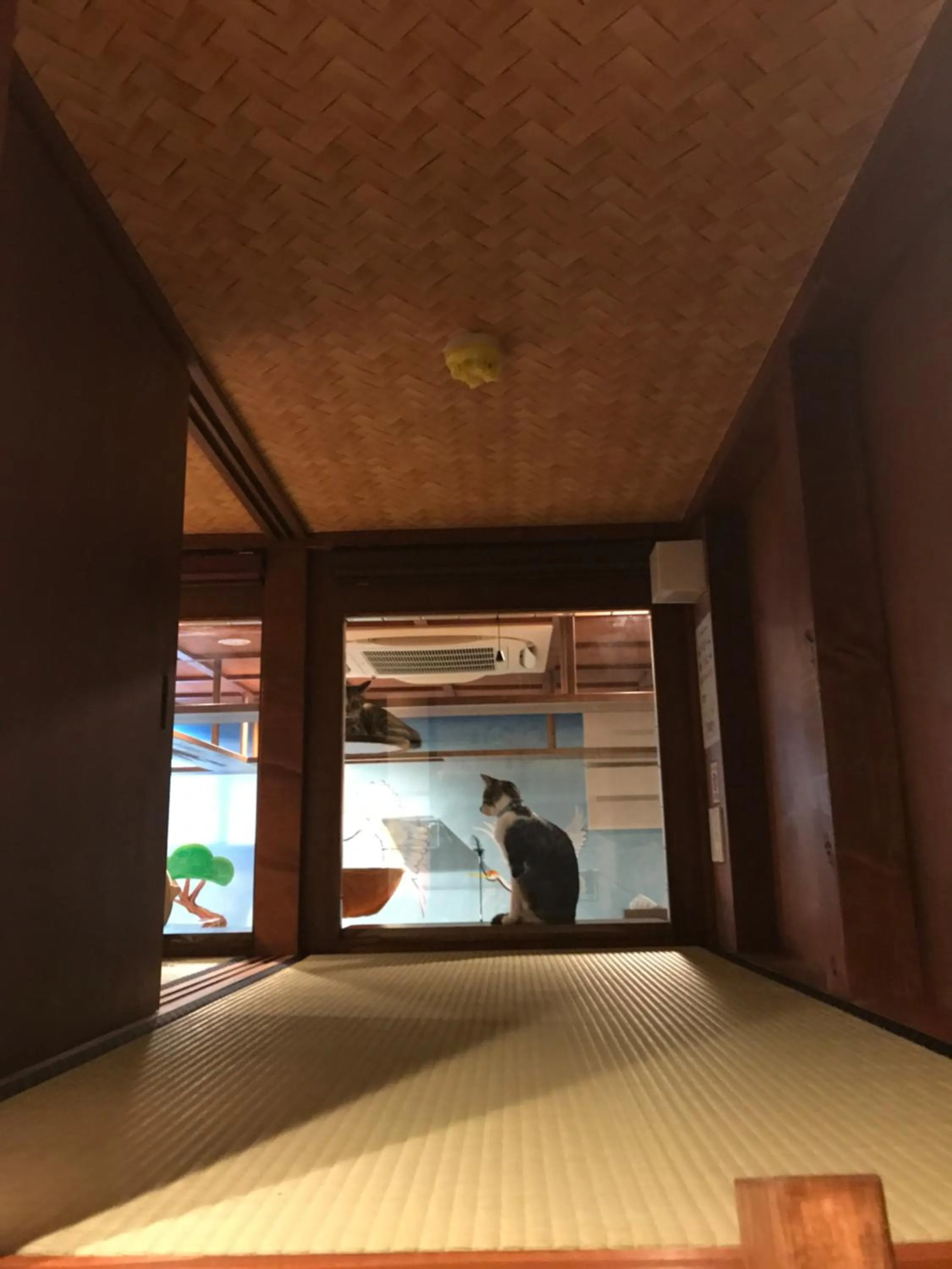 Bedroom, Bed in Cat Spa & Cat Ryokan by Neco Republic Osaka