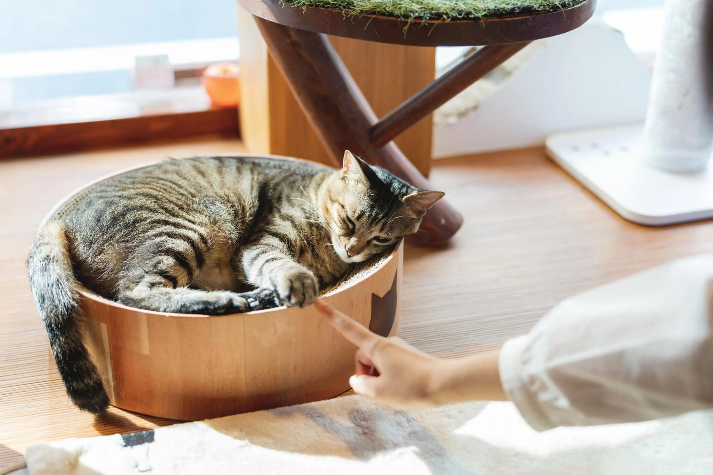 Area and facilities in Cat Spa & Cat Ryokan by Neco Republic Osaka