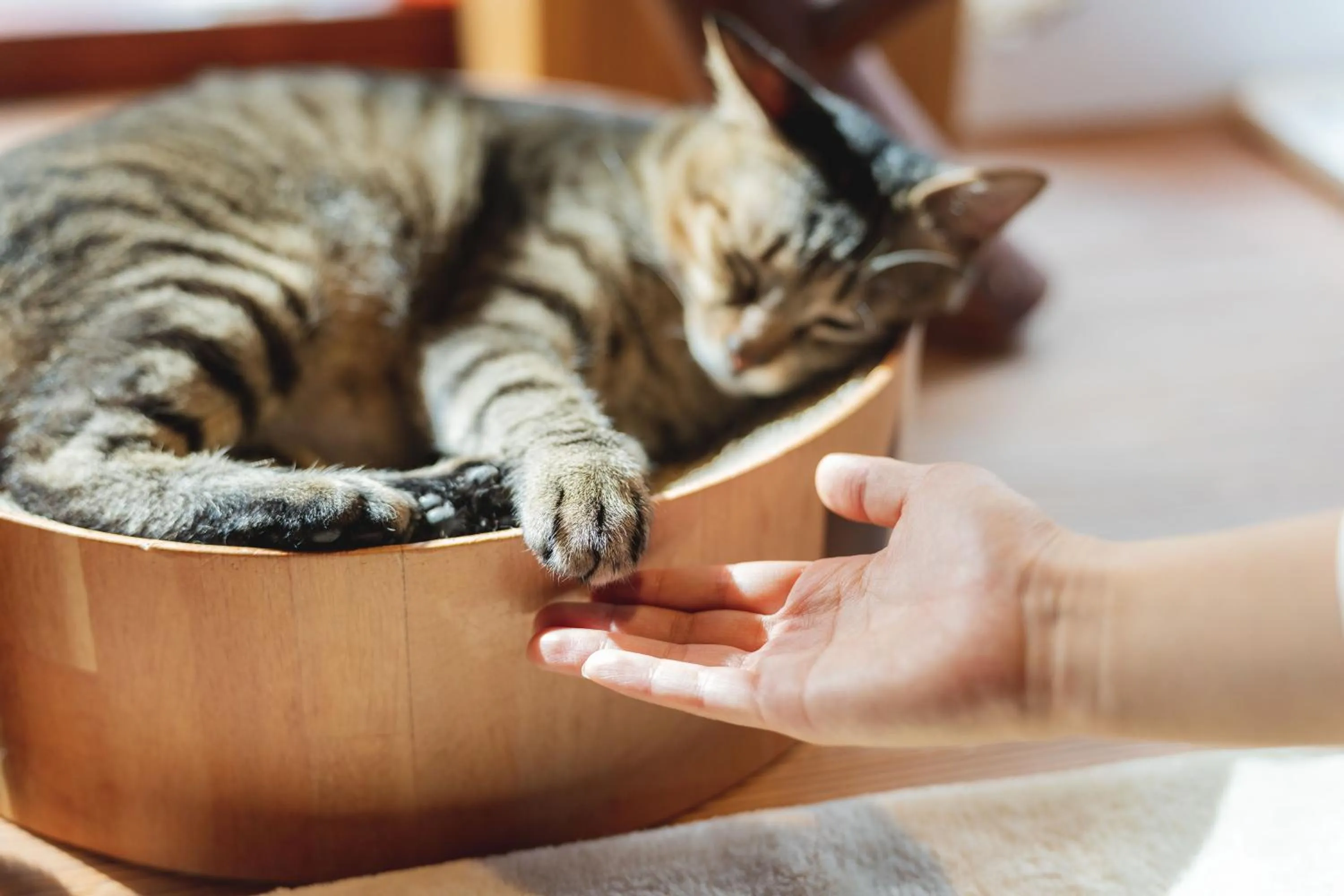 Area and facilities in Cat Spa & Cat Ryokan by Neco Republic Osaka