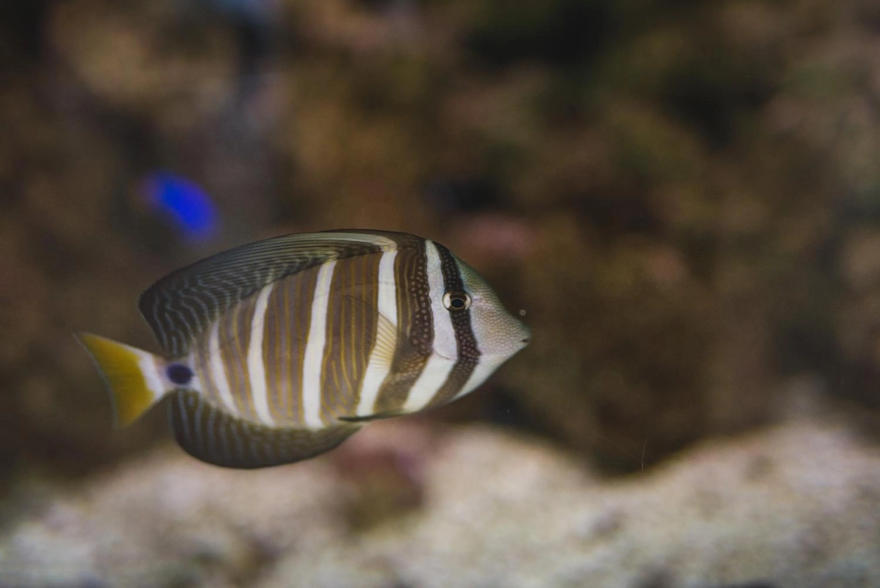 Lobby or reception in Tingirana Noosa