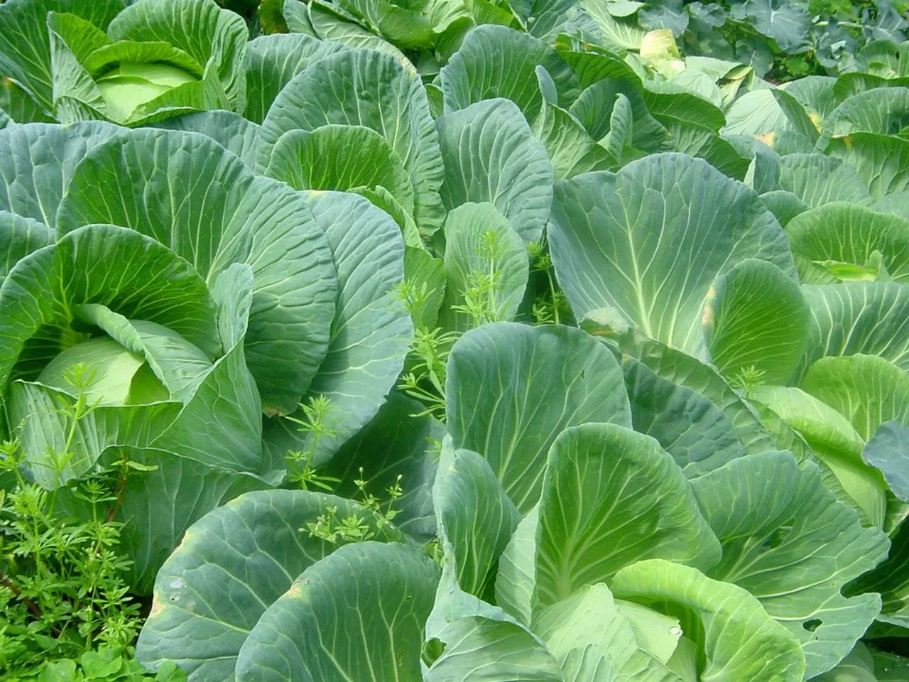 Natural landscape in Petit Resort Native Sea Amami