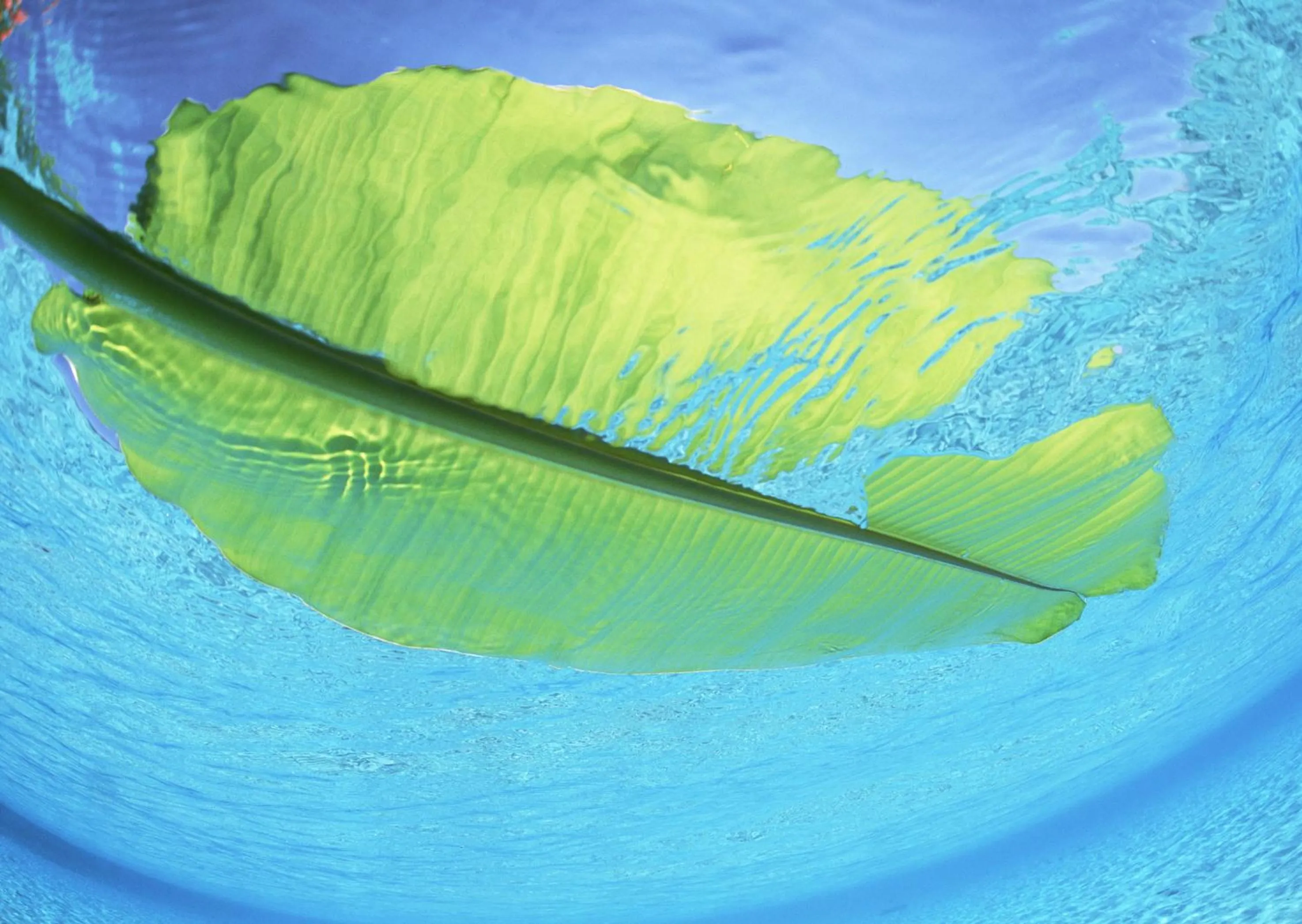 Other in Petit Resort Native Sea Amami