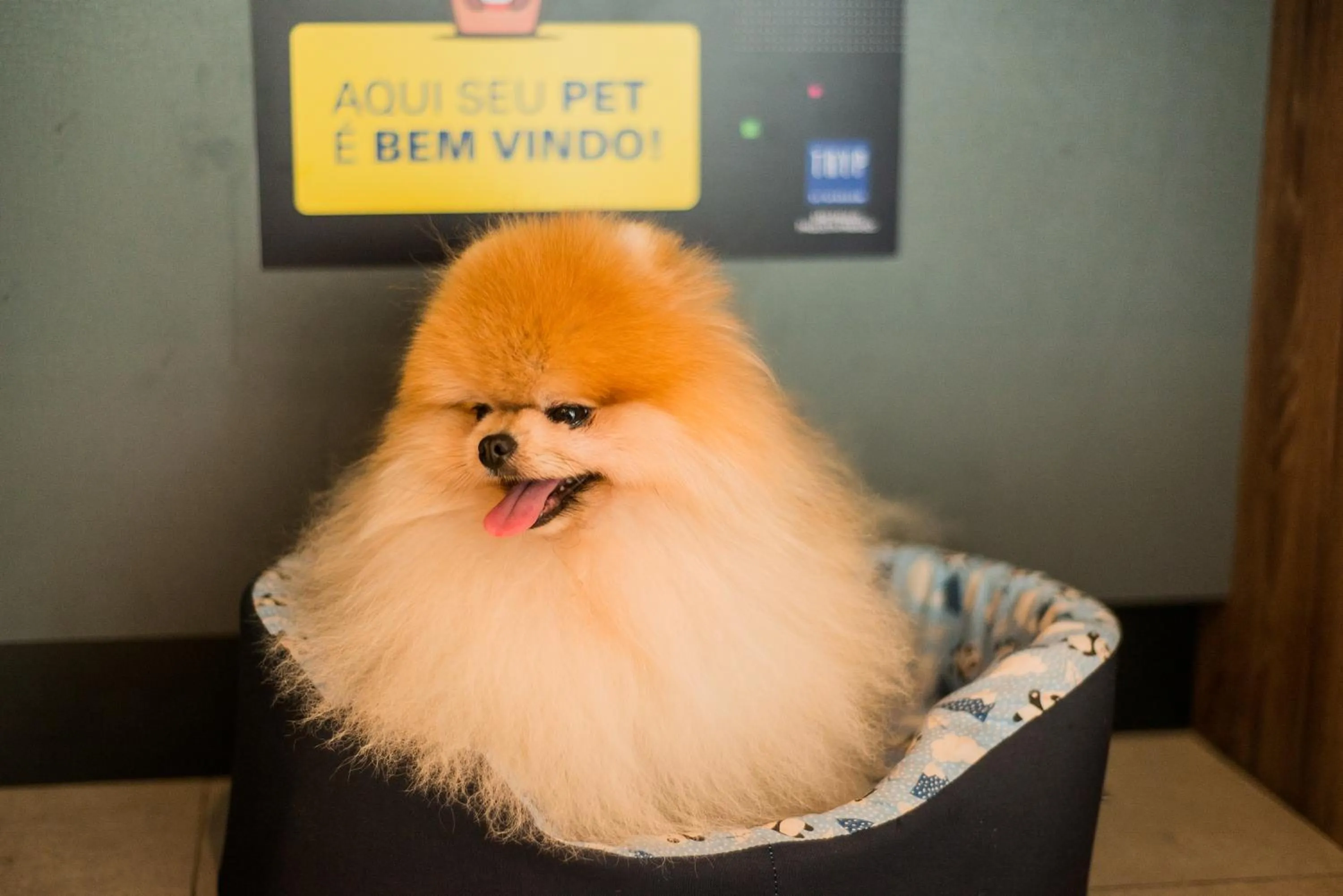 Pets in TRYP by Wyndham São Paulo Paulista Paraíso