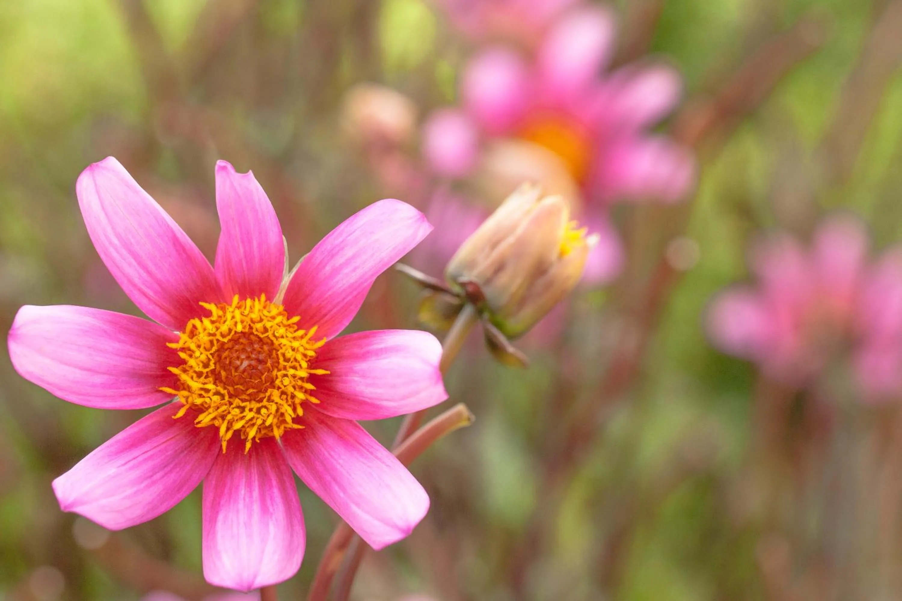Other in Marysville Garden Cottages