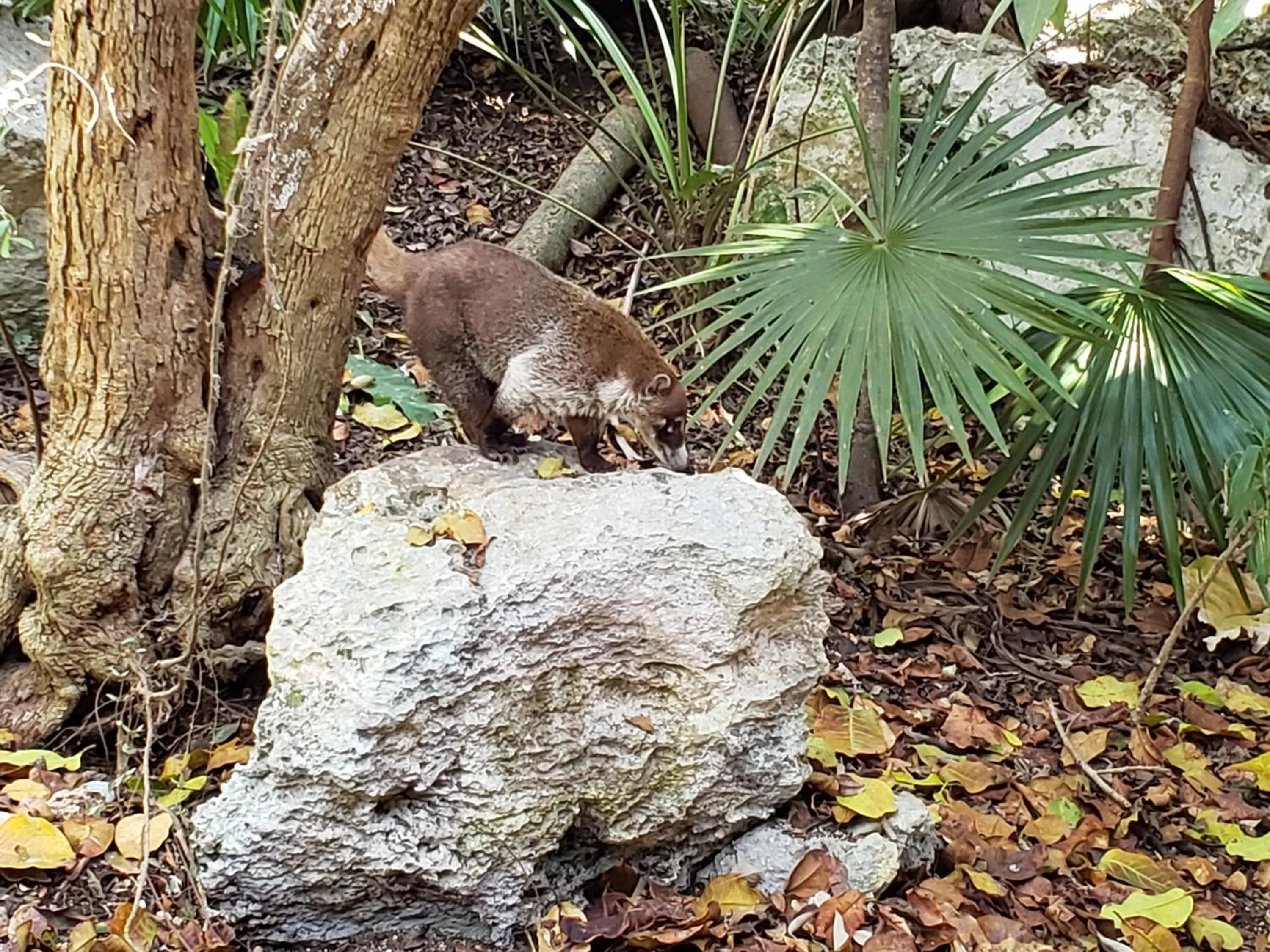 Natural landscape in Aldea Maya-Ha Cabañas con cenotes