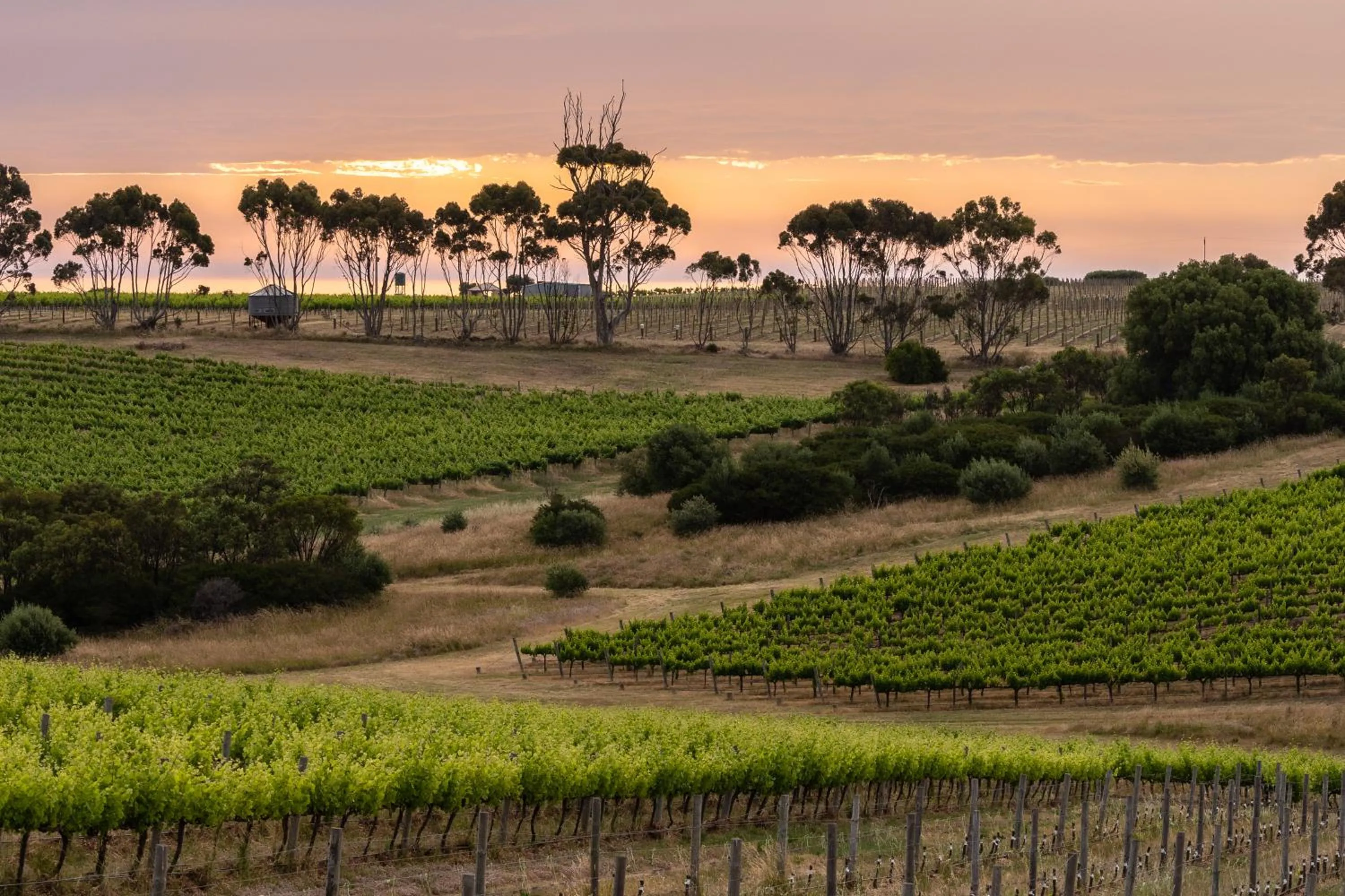 Neighbourhood in Hotel California Road at Inkwell Wines