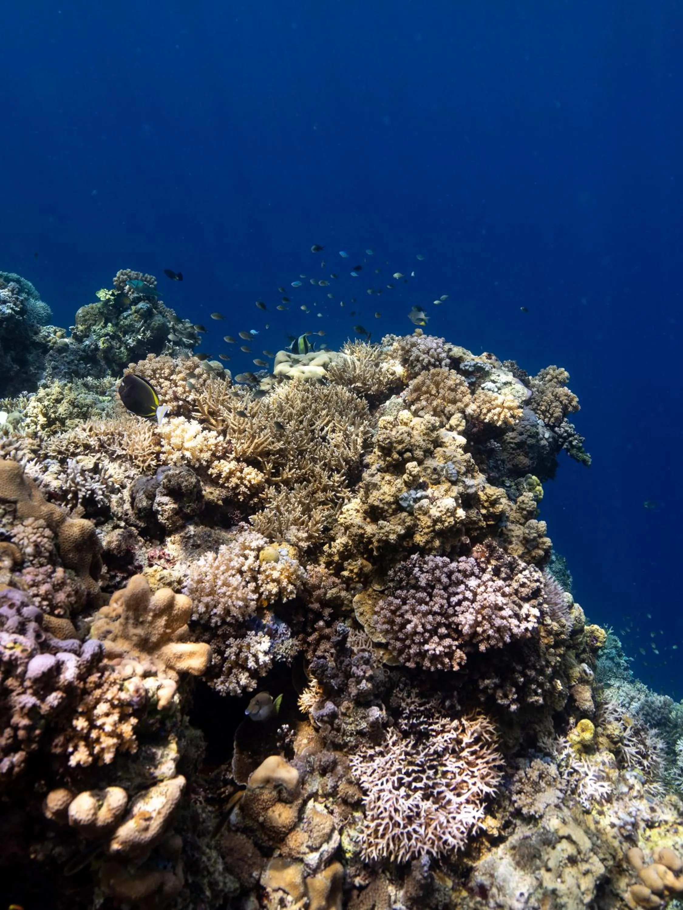 Reconnect - Private Island Resort & Dive Center Togean - Buka Buka Island