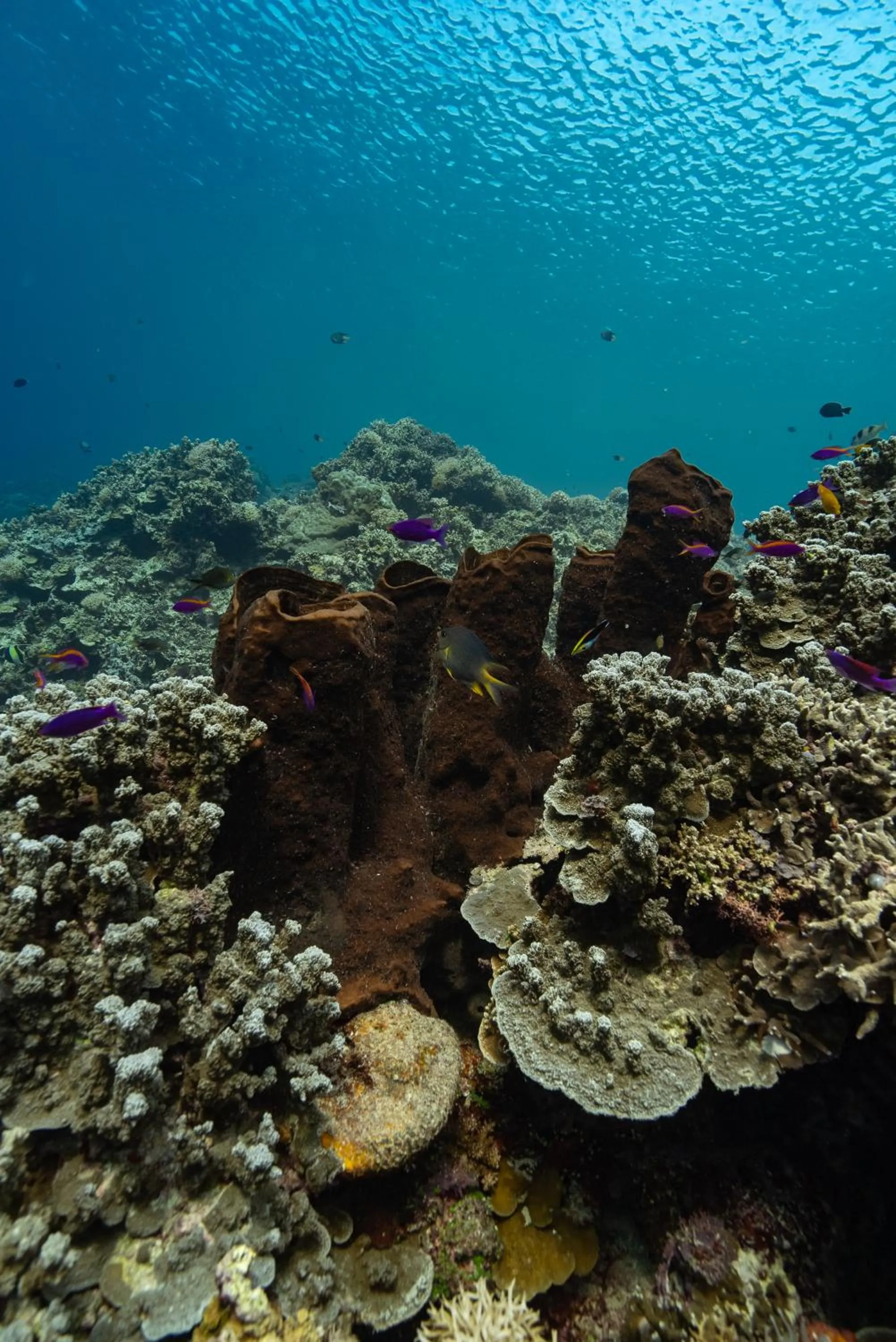 Reconnect - Private Island Resort & Dive Center Togean - Buka Buka Island