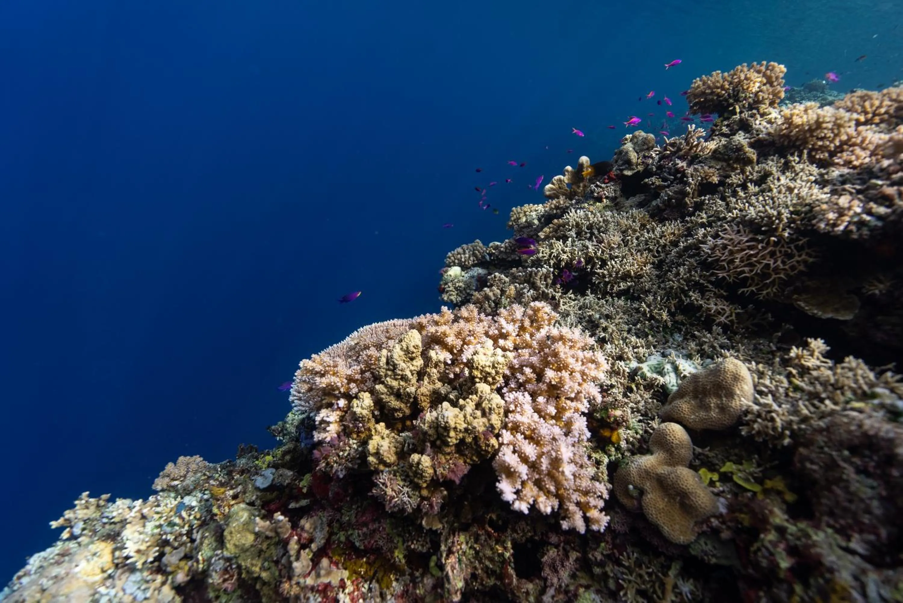 Reconnect - Private Island Resort & Dive Center Togean - Buka Buka Island