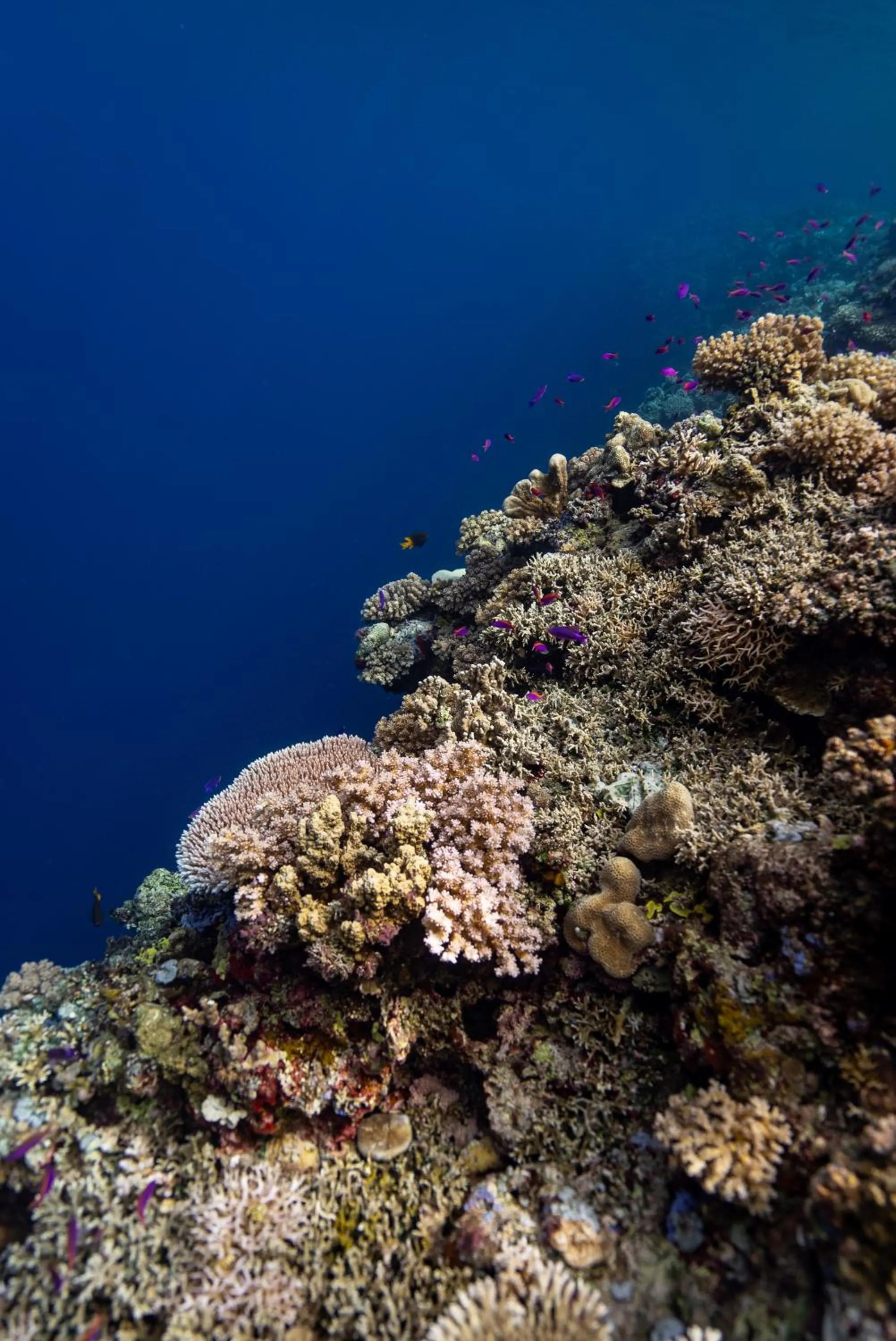 Reconnect - Private Island Resort & Dive Center Togean - Buka Buka Island