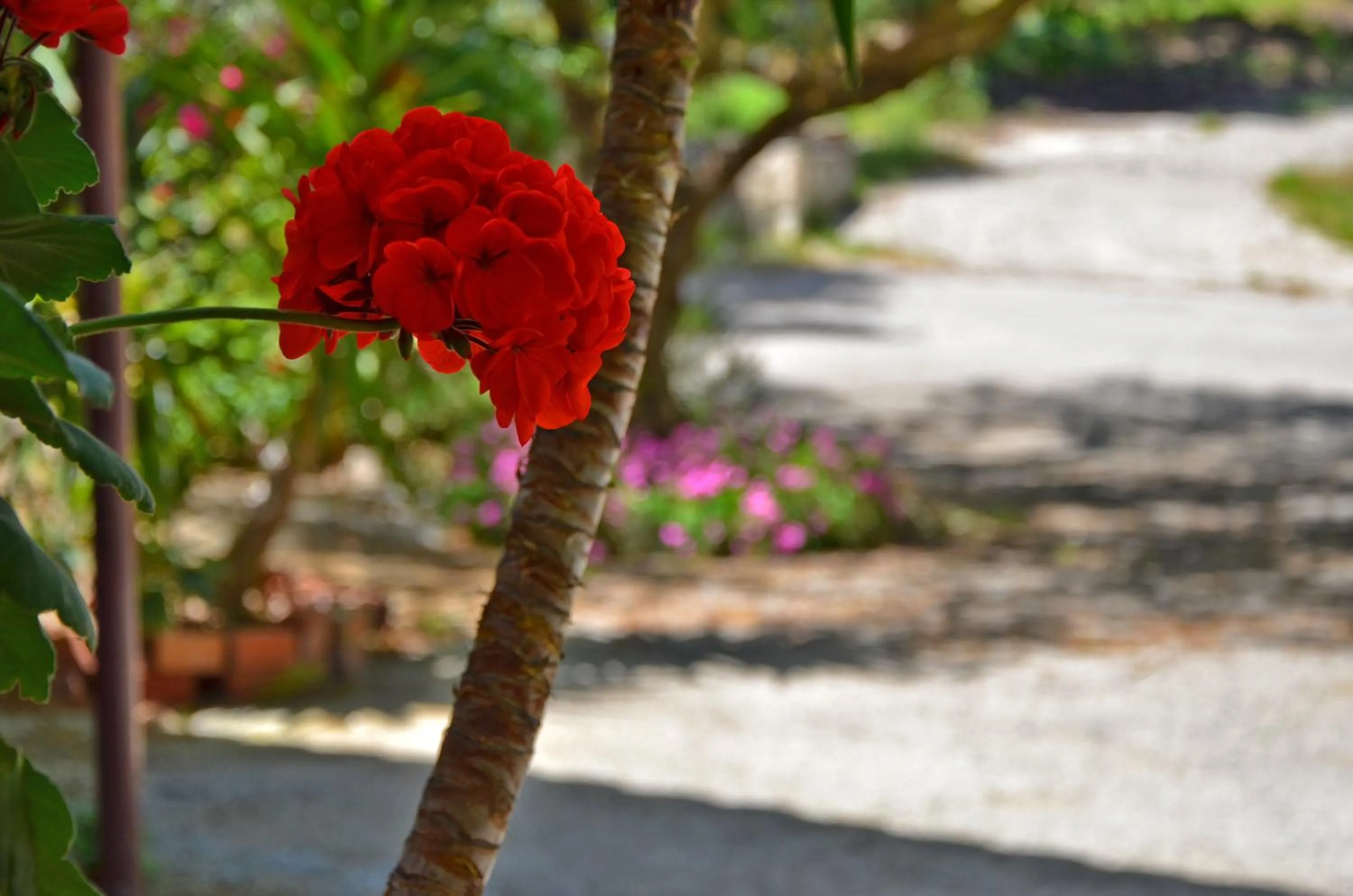 Natural landscape in Belvedere Zakynthos Studios