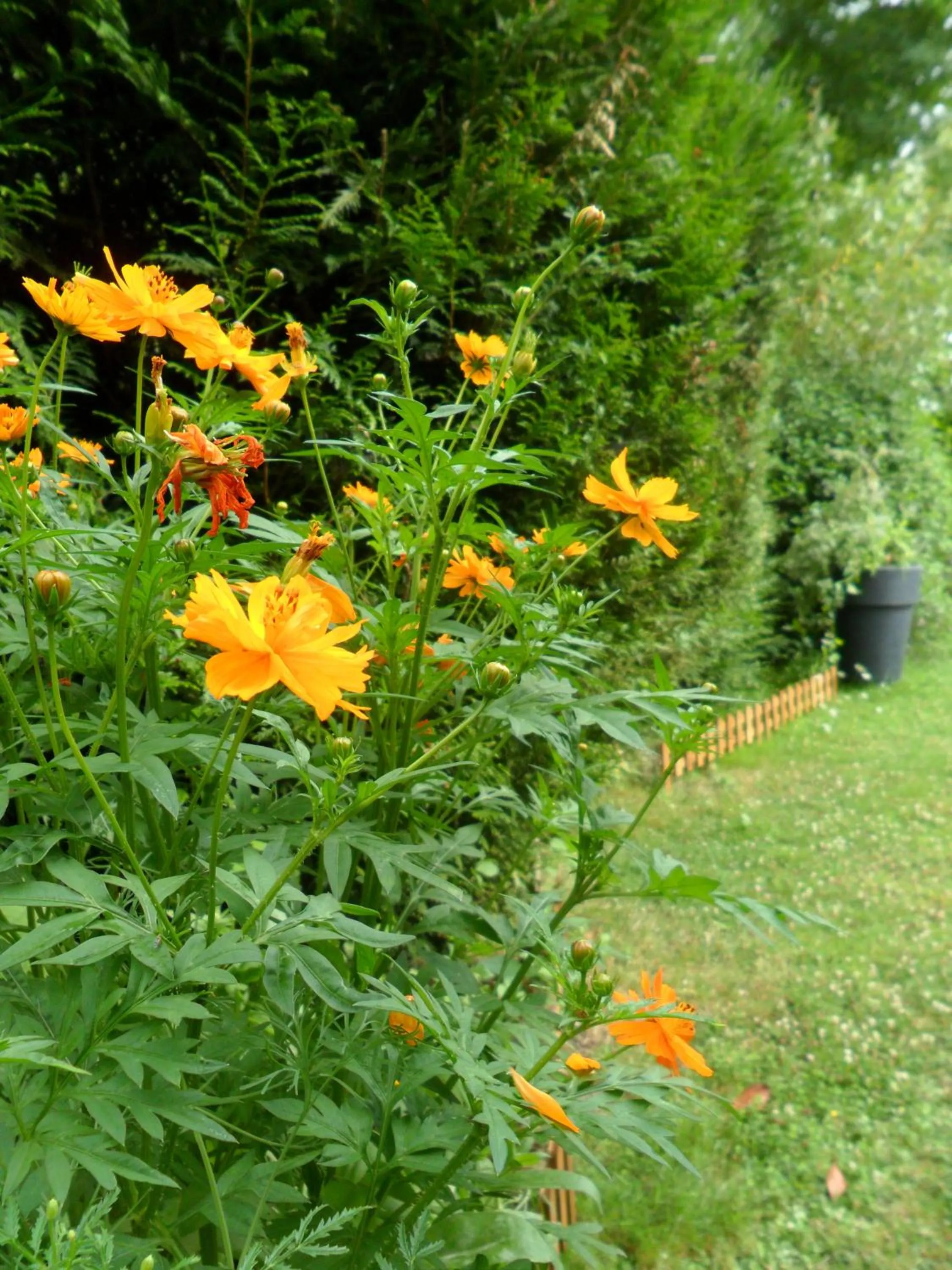 Garden in Chambres d'Hôtes La Turone