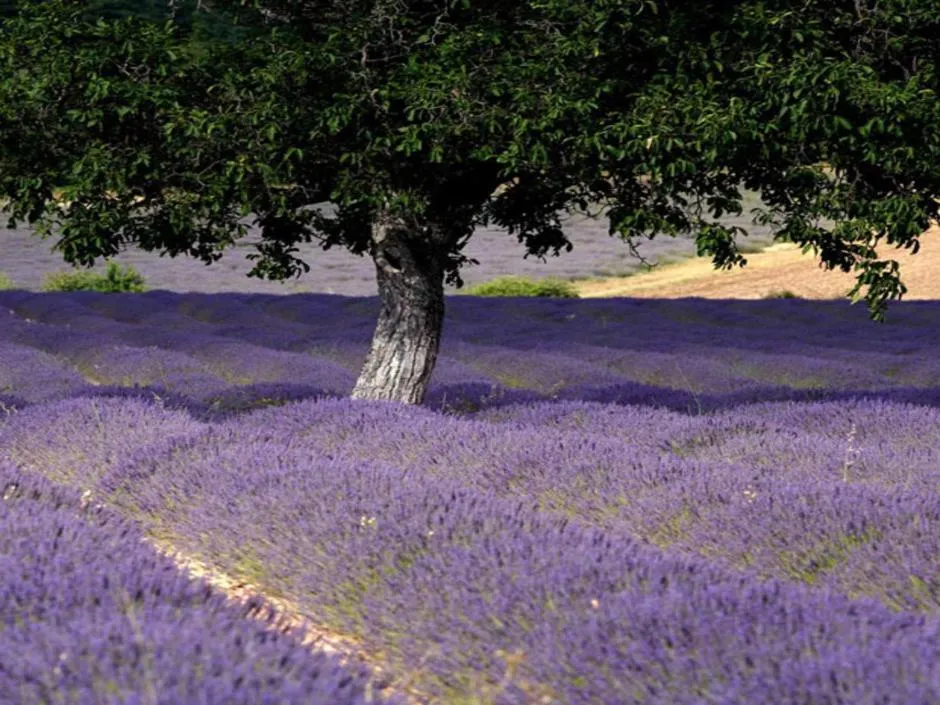 Area and facilities in Hôtel Spa Les Alpes