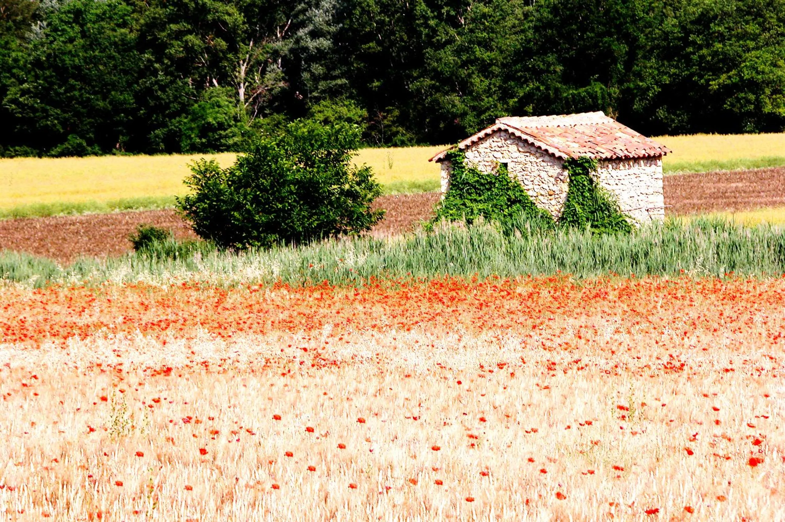 Area and facilities in Hôtel Spa Les Alpes
