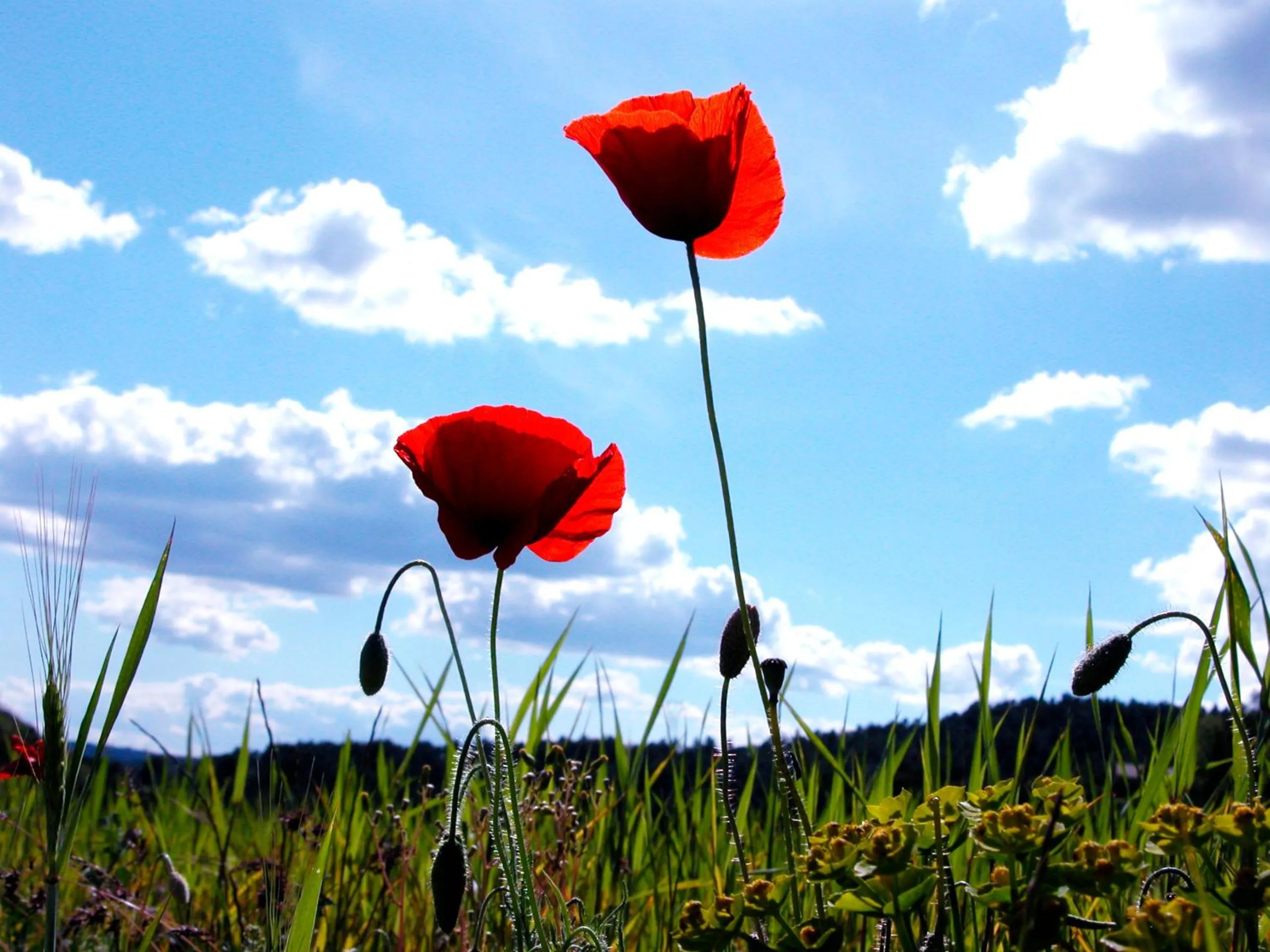Area and facilities in Hôtel Spa Les Alpes