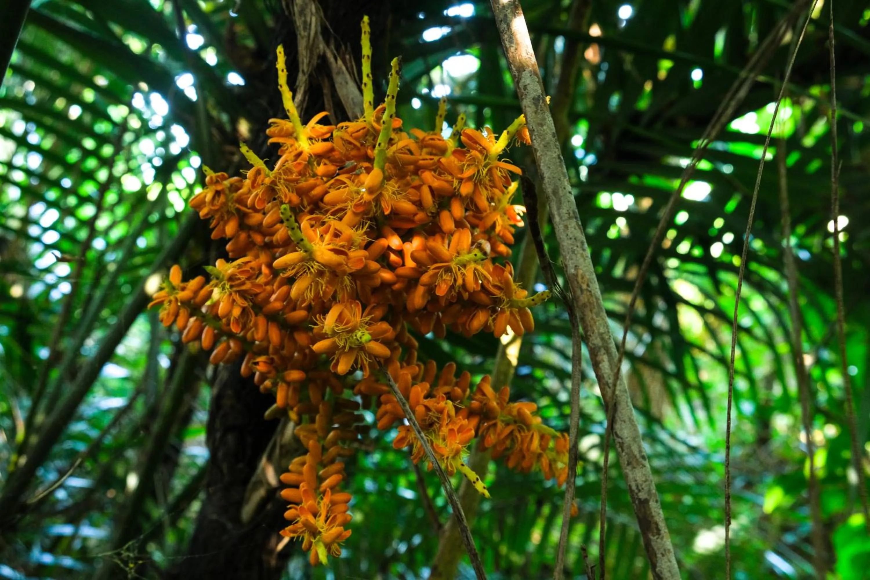 Natural landscape in Blue Ocean Resort