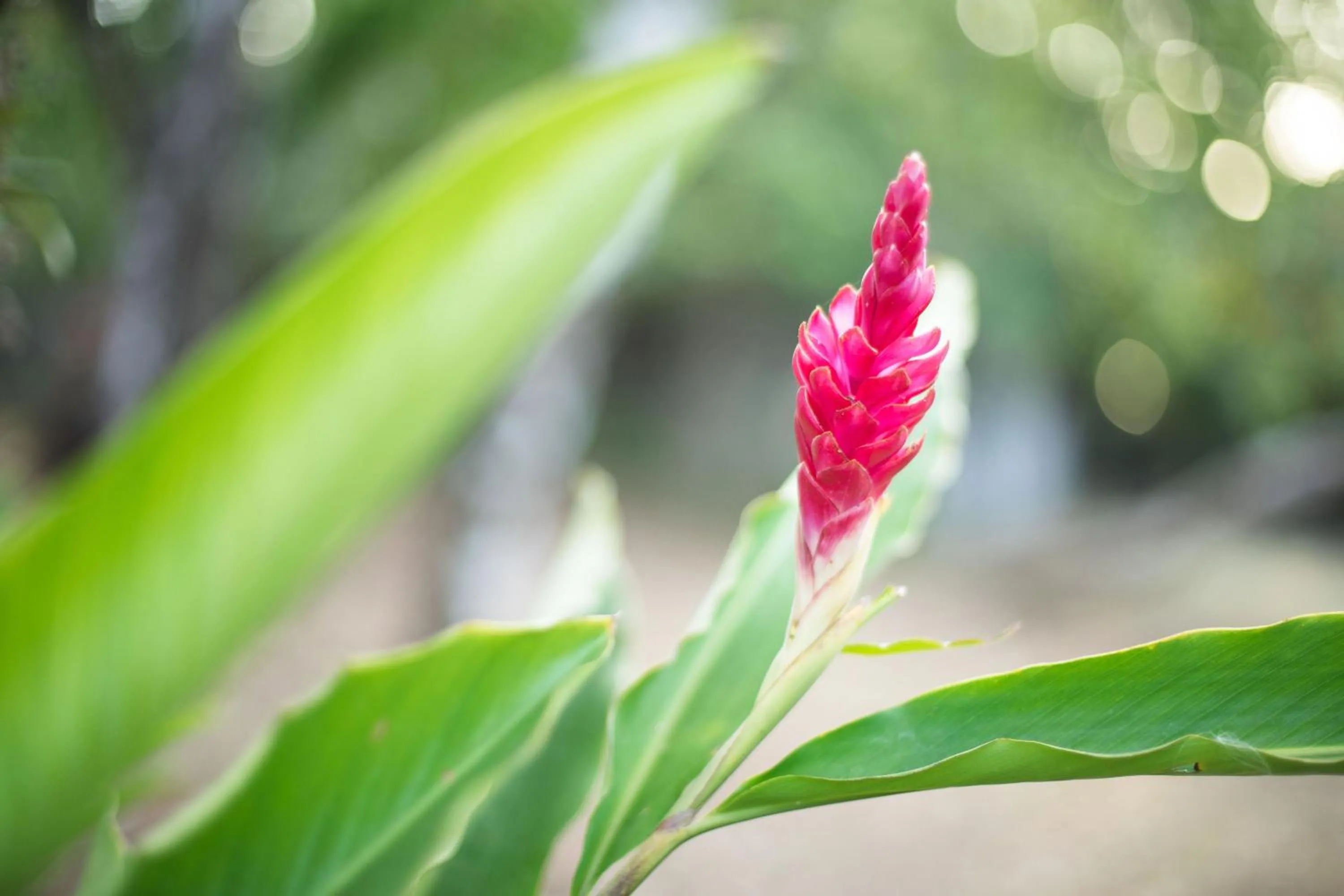 Garden view in Hotel Santa Catalina Panamá