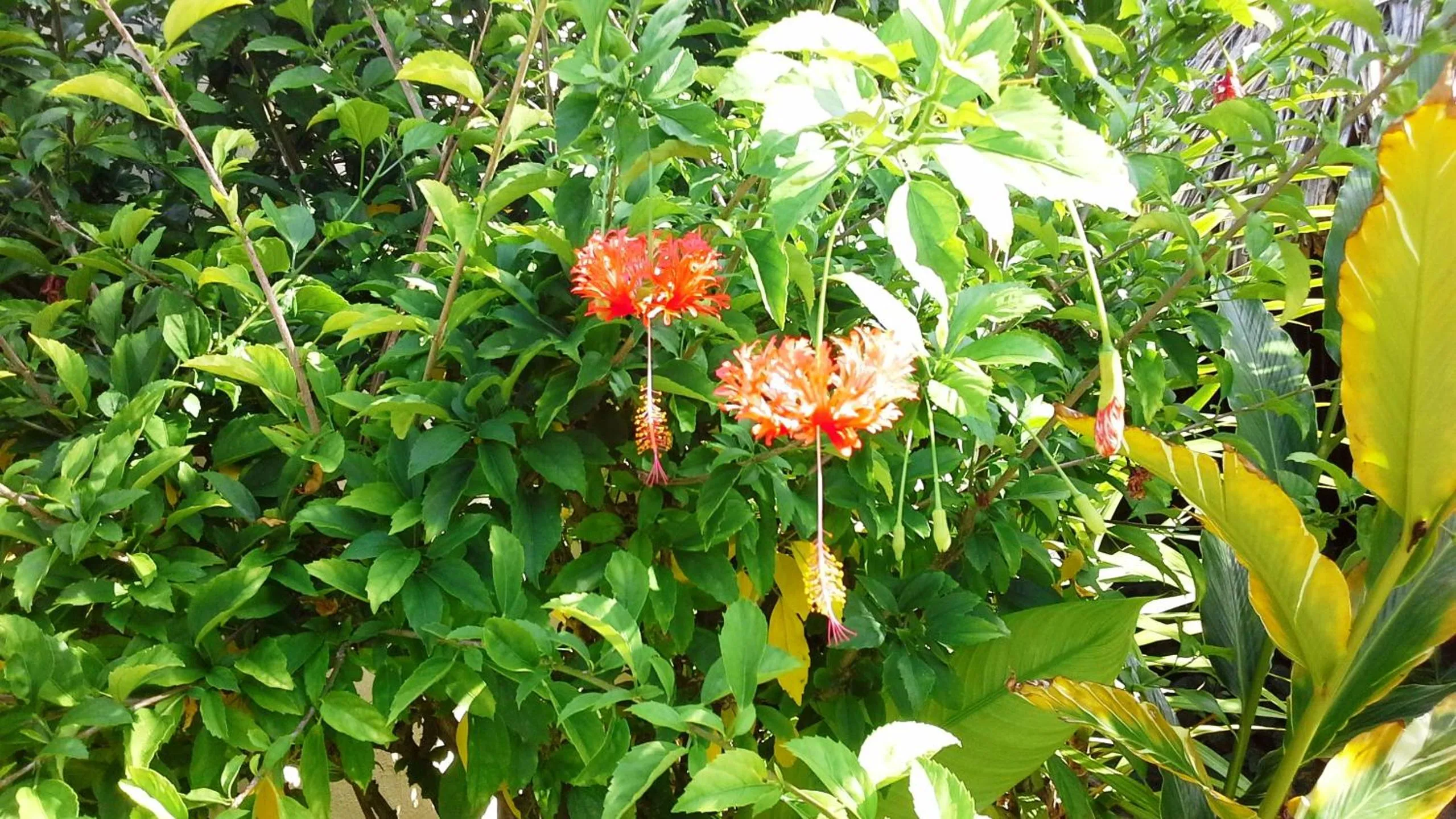 Garden in Village Temanuata