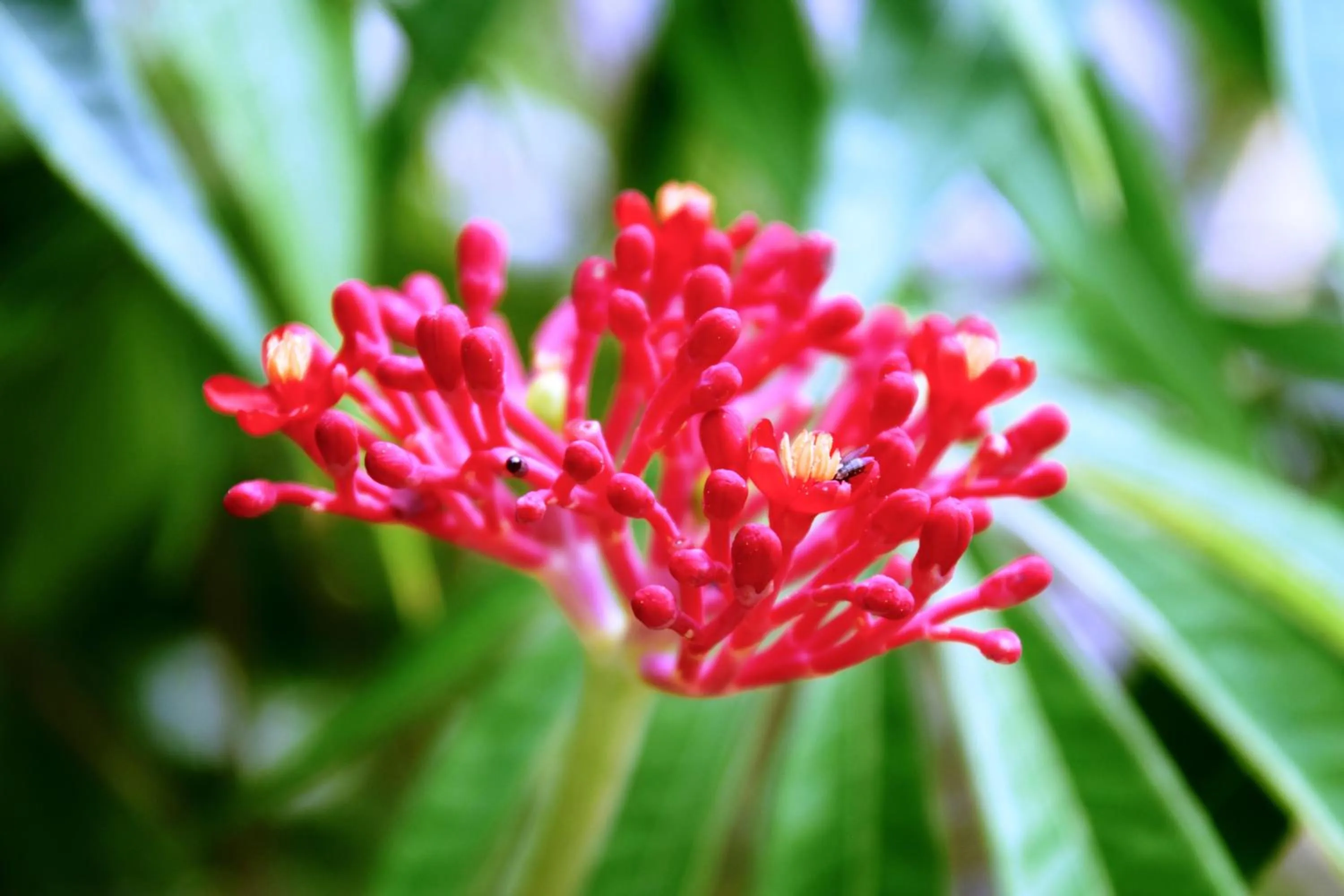 Garden in Village Temanuata