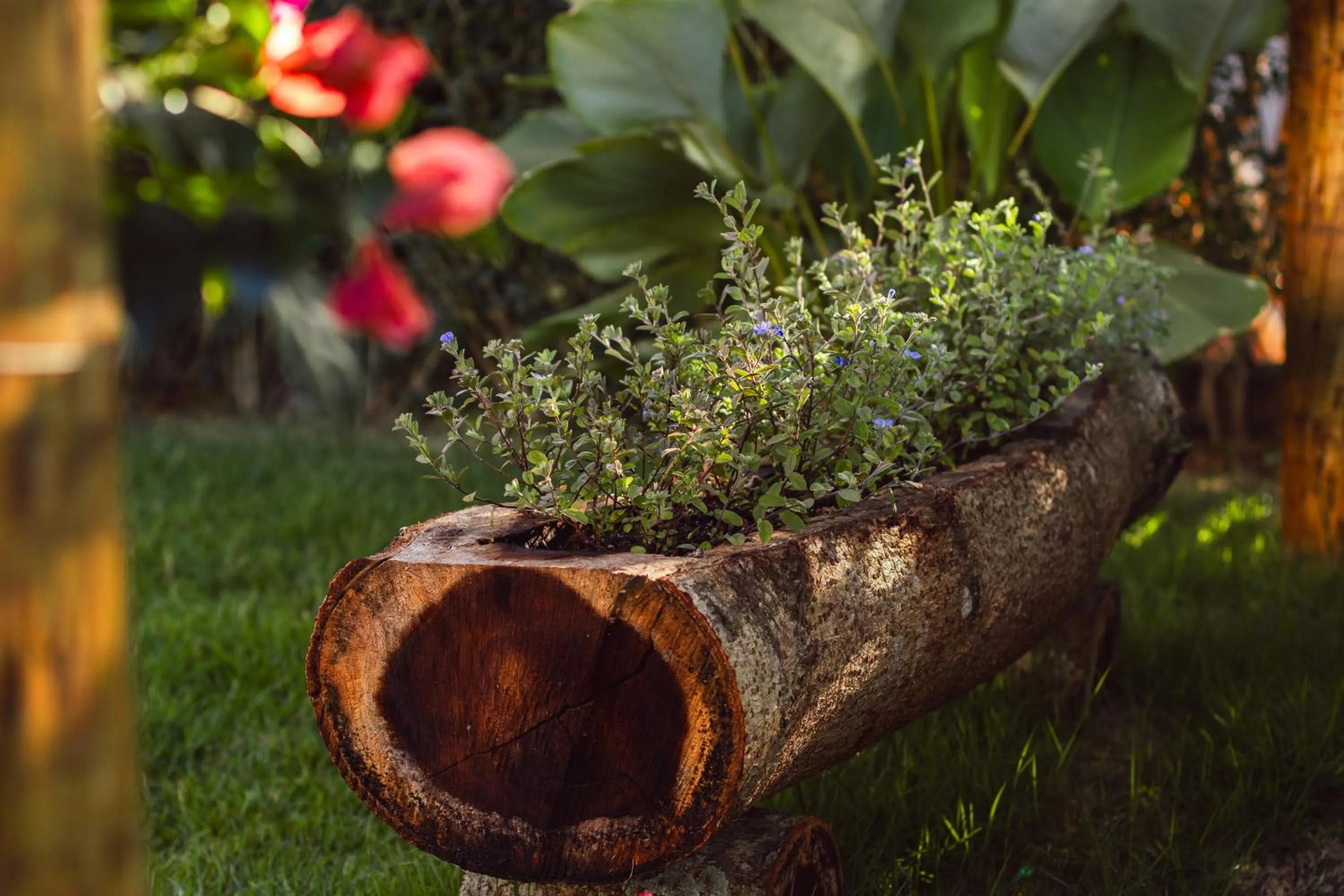 Garden in Pousada Viver Capitólio